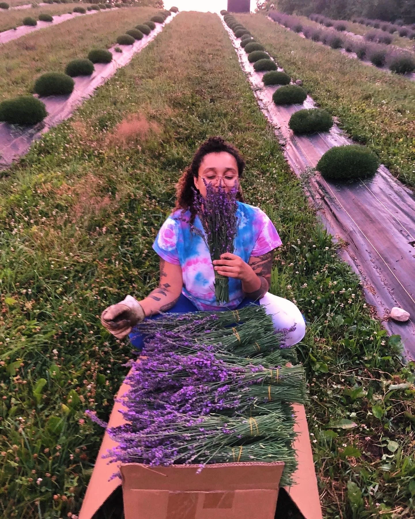 A woman sitting in a lavender field, holding fresh lavender flowers and a bunch of dried lavender, with rows of lavender plants in the background.