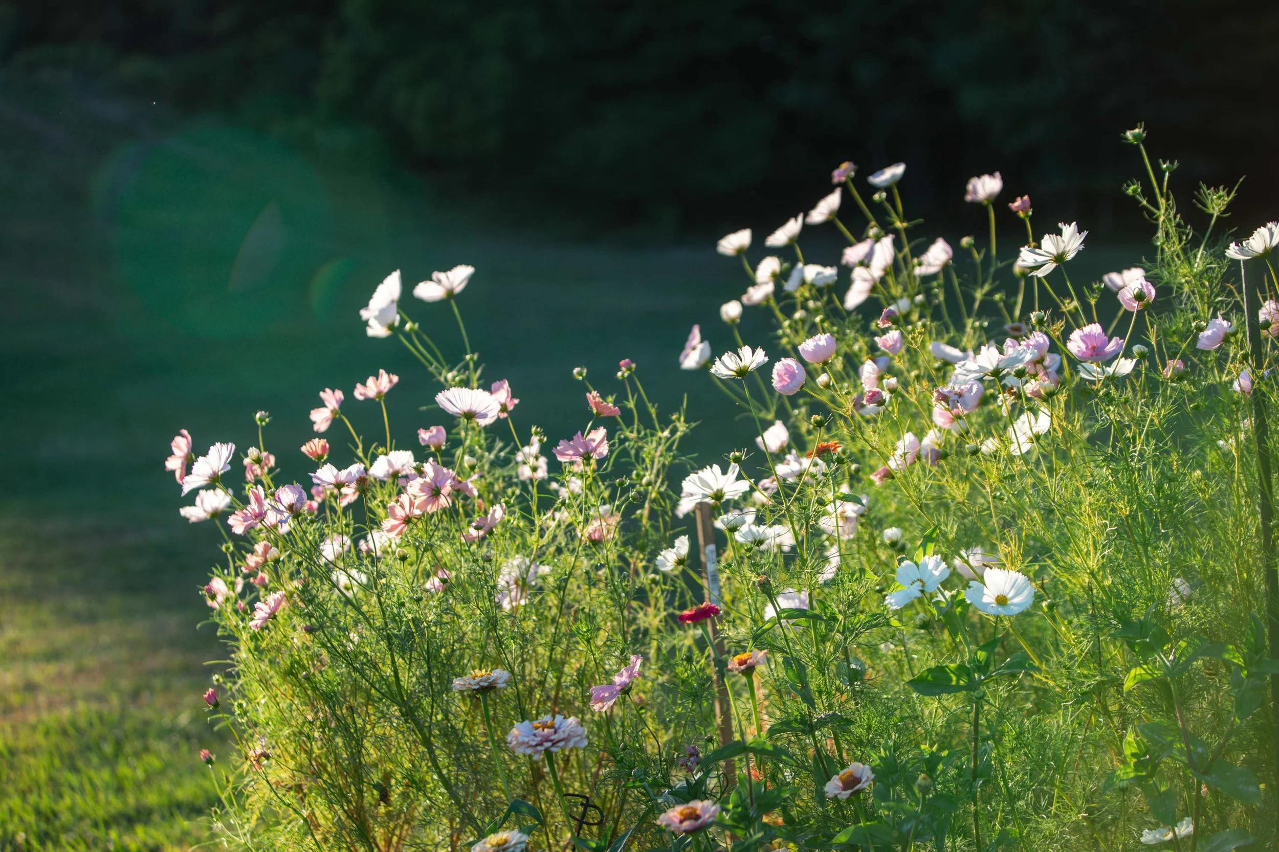 processed_flora moon farm x kush-066.jpeg