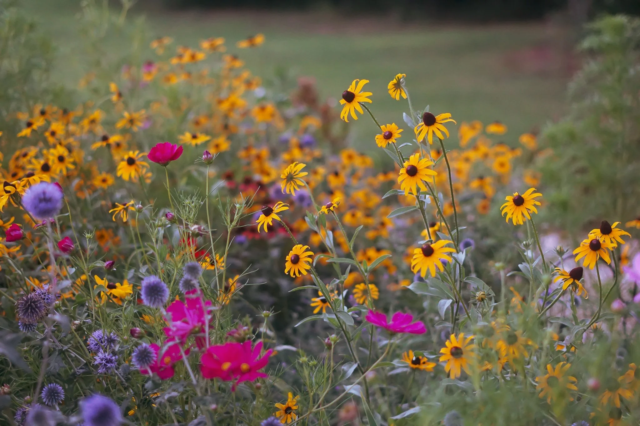 DSC02705.jpg