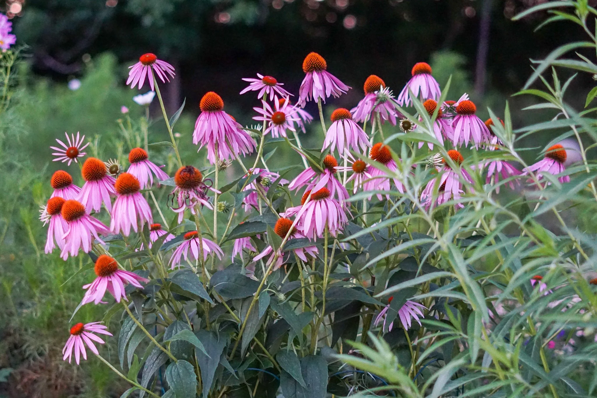 DSC02744.jpg