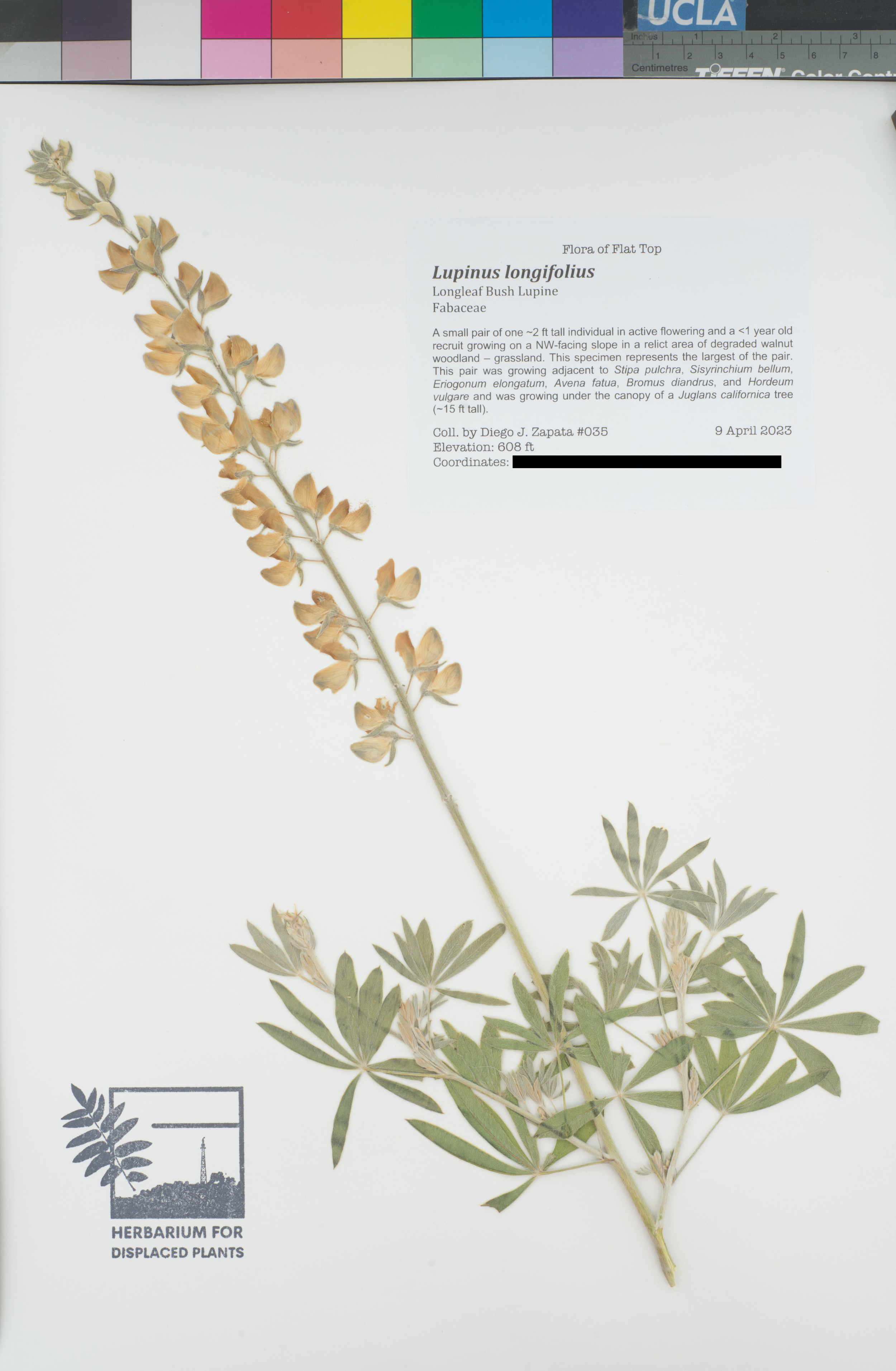 HDP_035_Llon_public.png