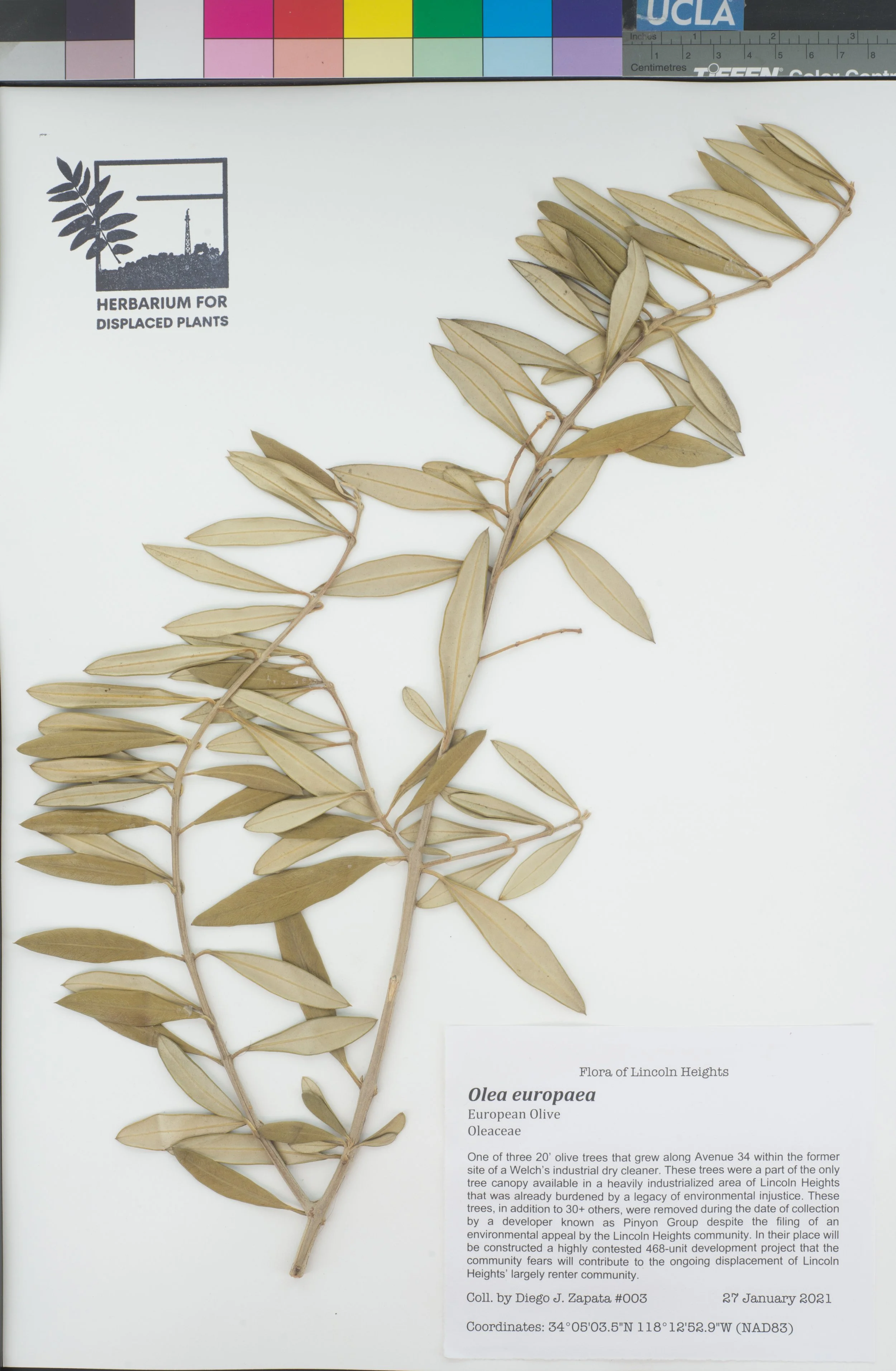 HDP_003_Oeur.jpg