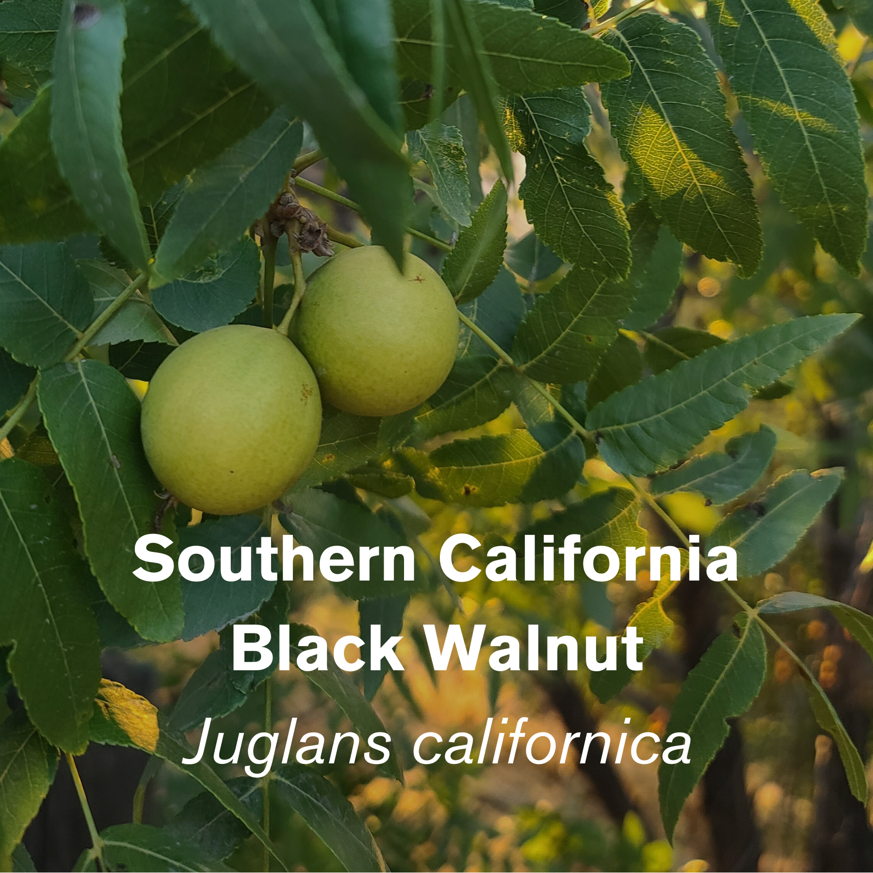 Southern California Black Walnut (Juglans californica)