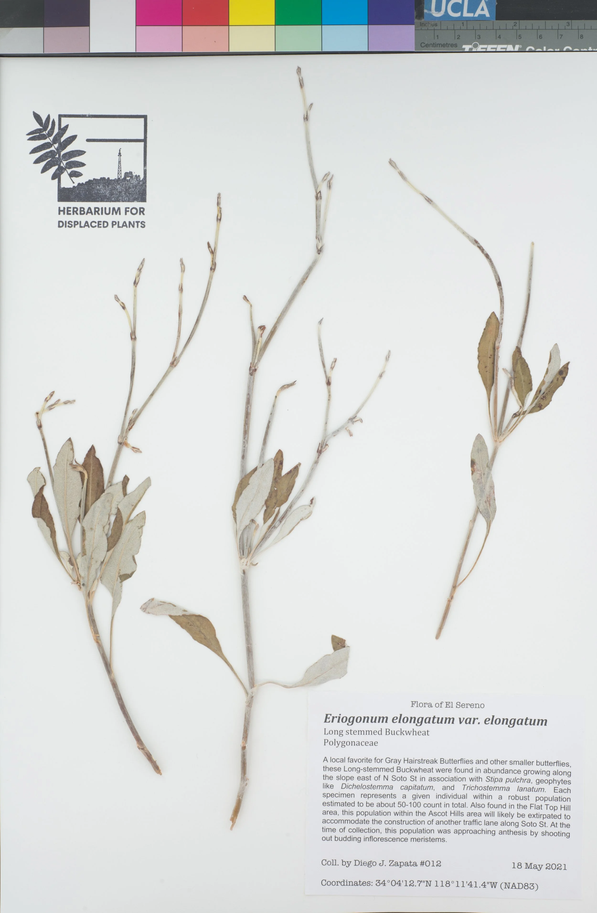 HDP_012_Eelo.jpg