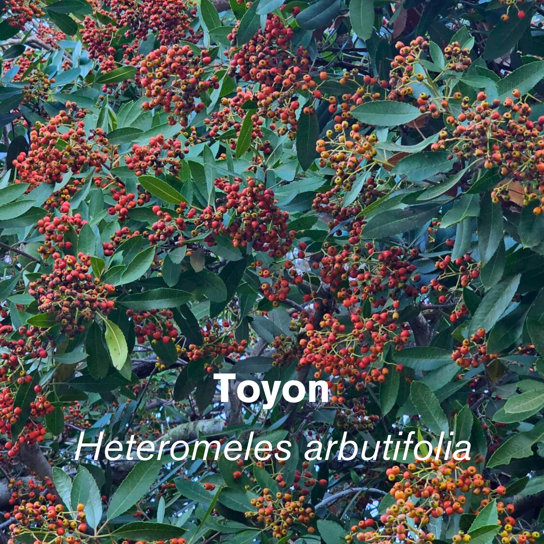 Toyon (Heteromeles arbutifolia)
