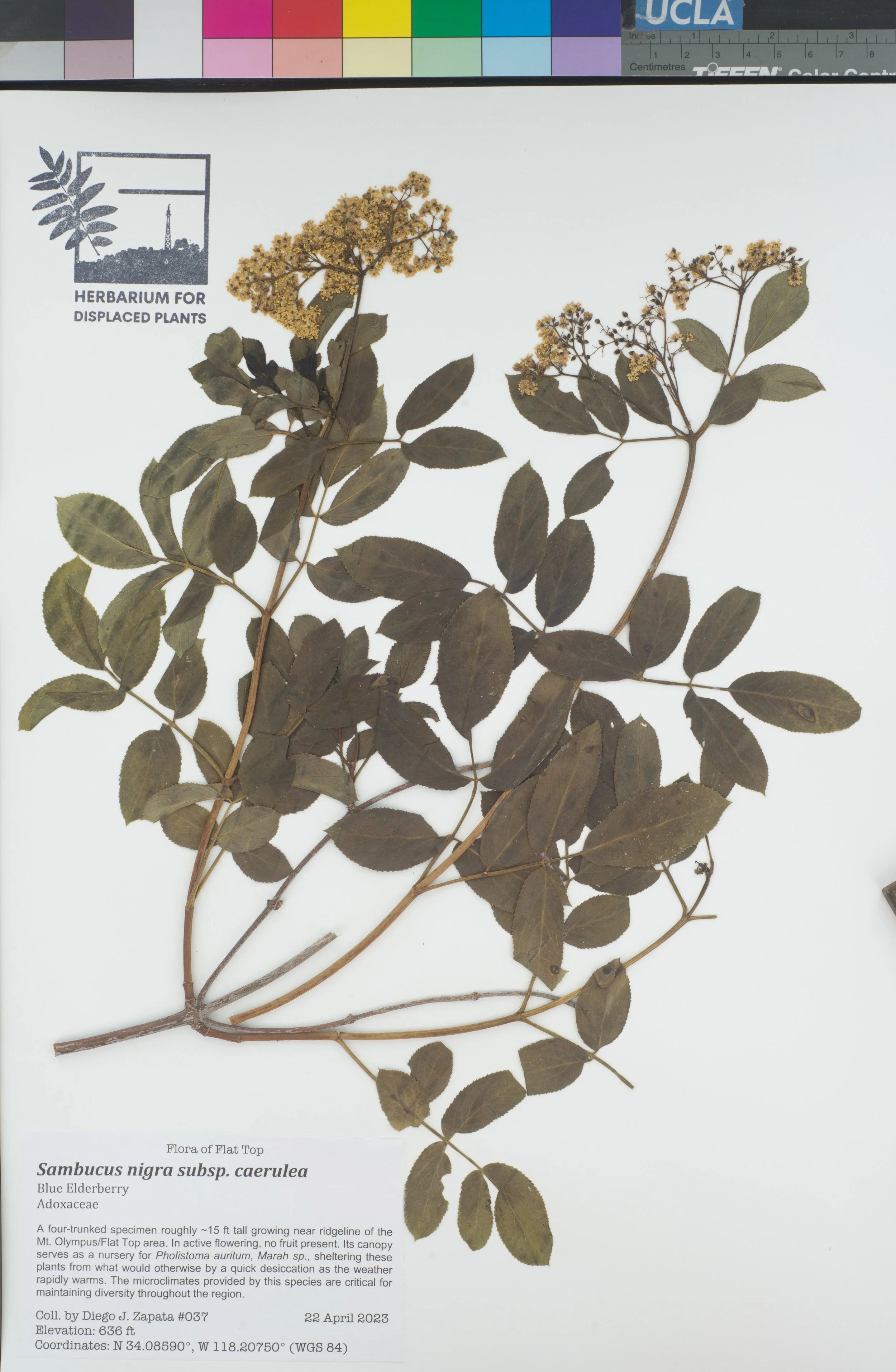 HDP_037_Scae.jpg