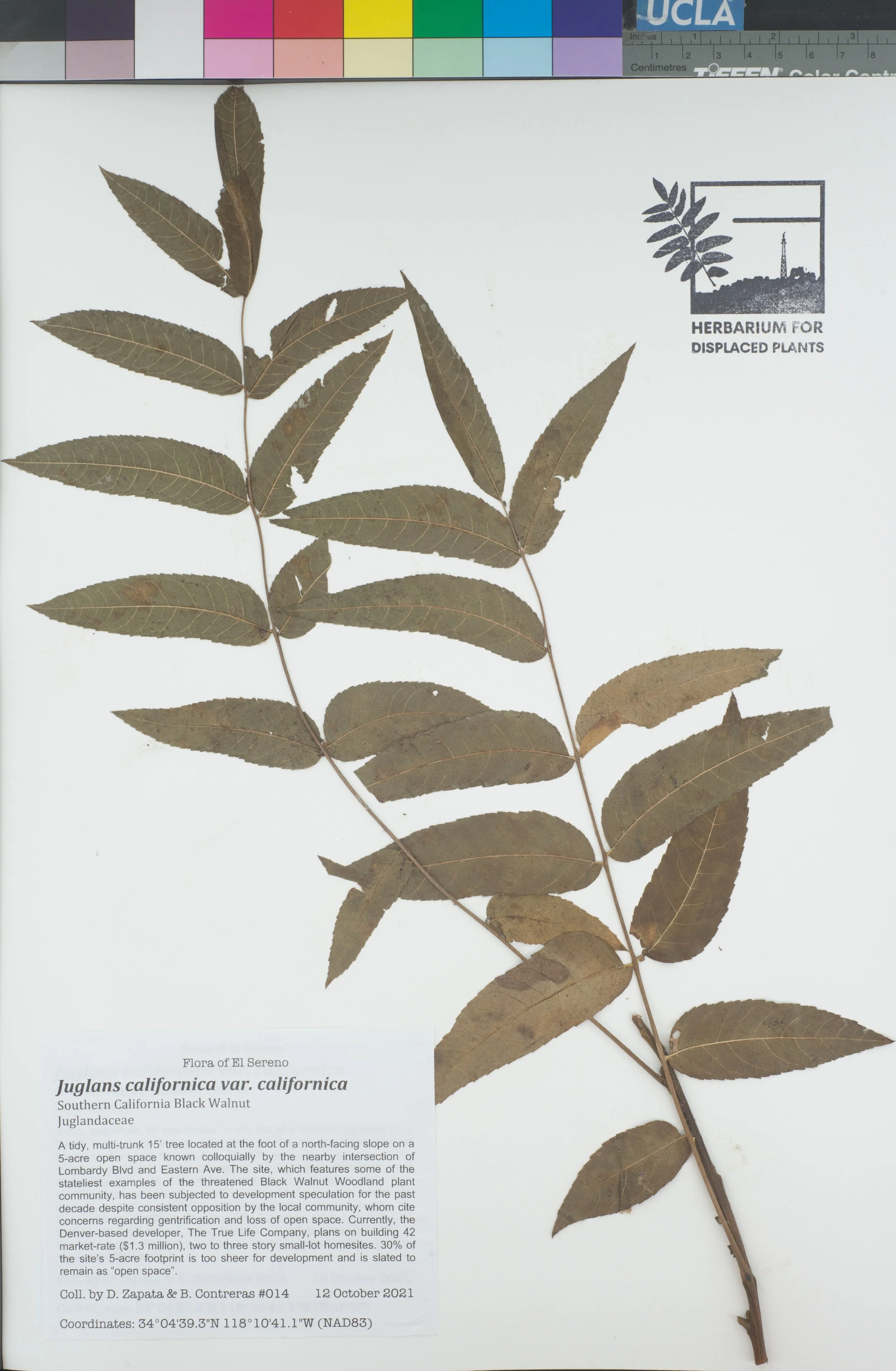 HDP_014_Jcal.jpg