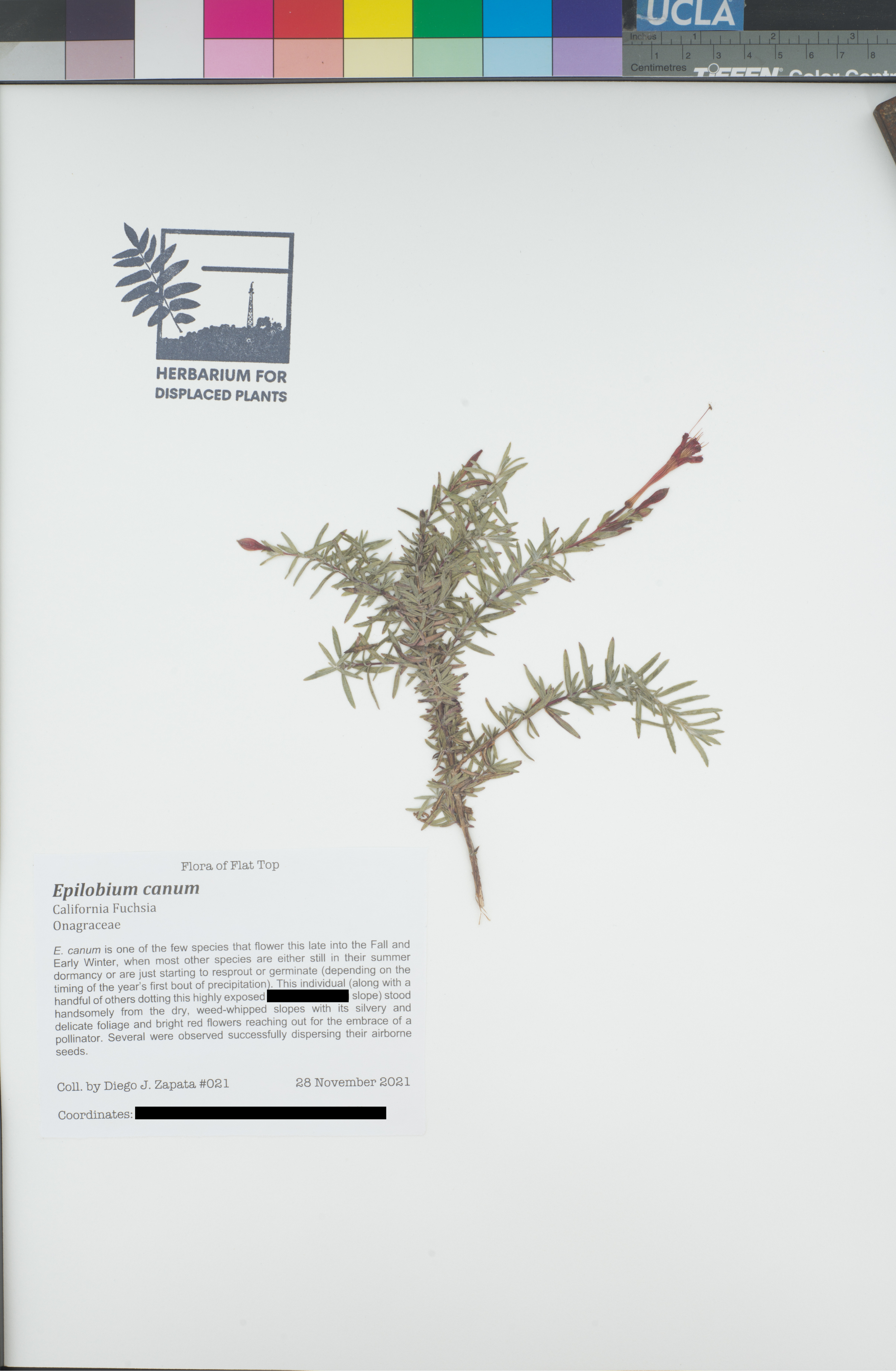 HDP_021_Ecan_public.png