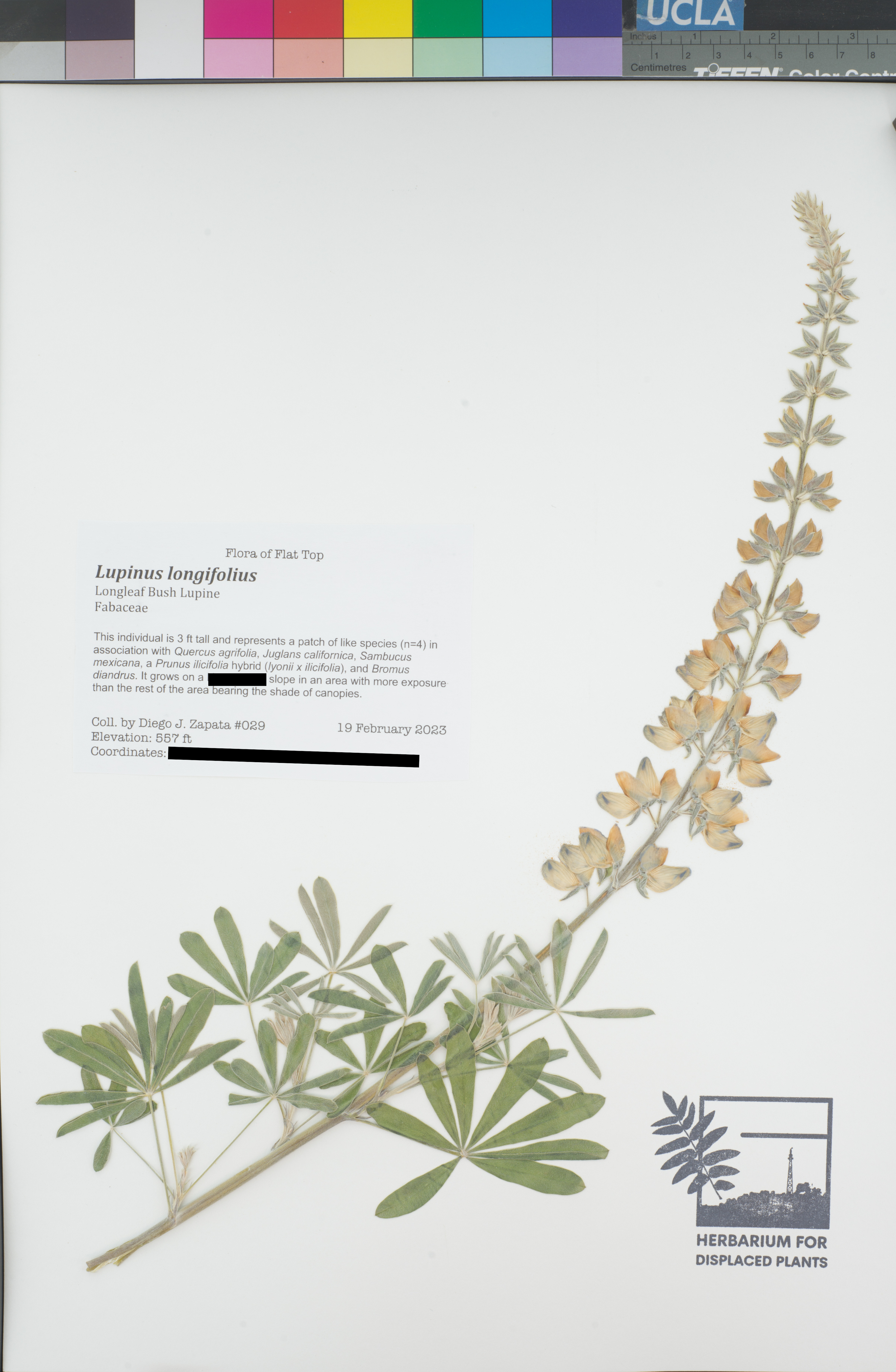 HDP_029_Llon_public.png