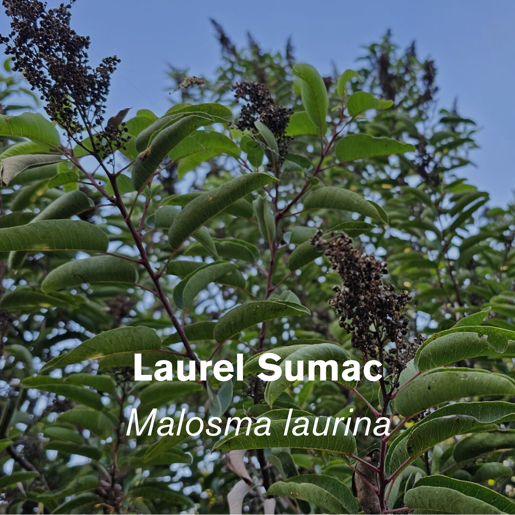 Laurel Sumac (Malosma laurina)