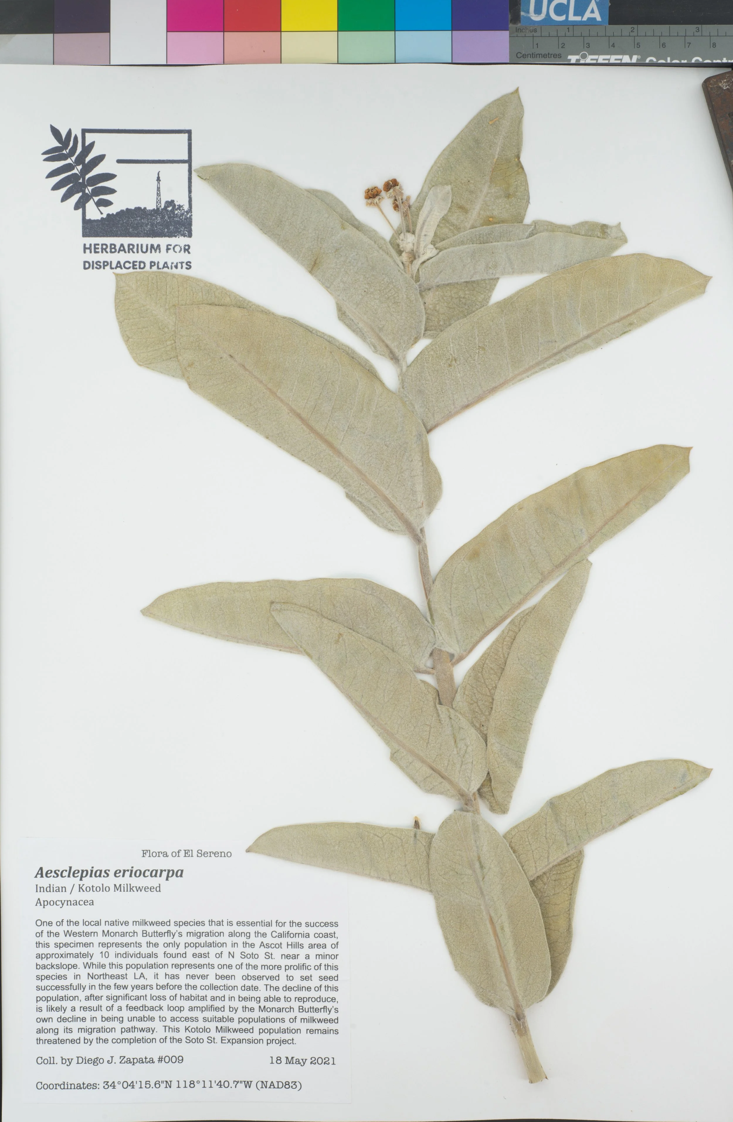 HDP_009_Aeri.jpg