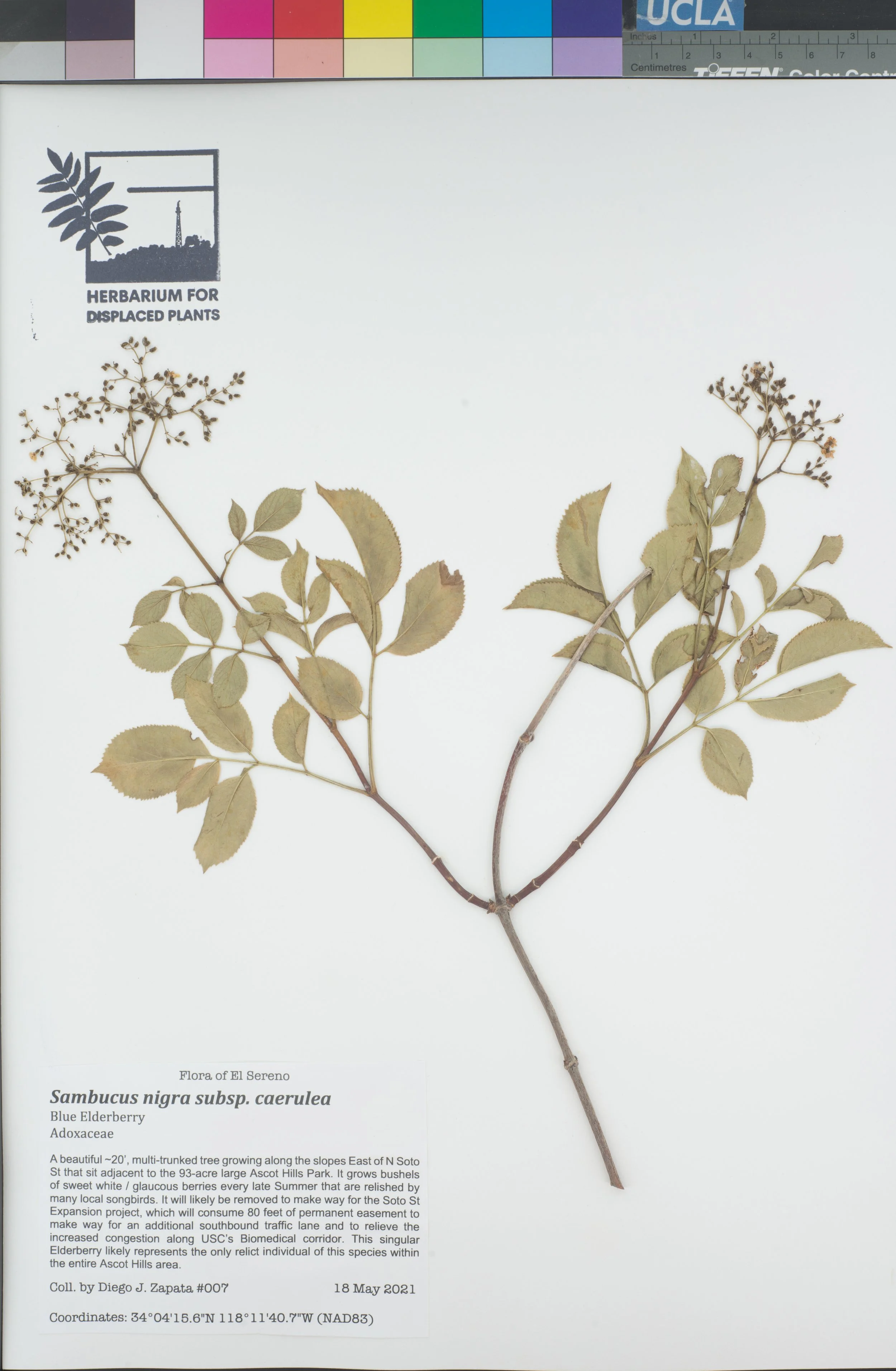HDP_007_Scae.jpg