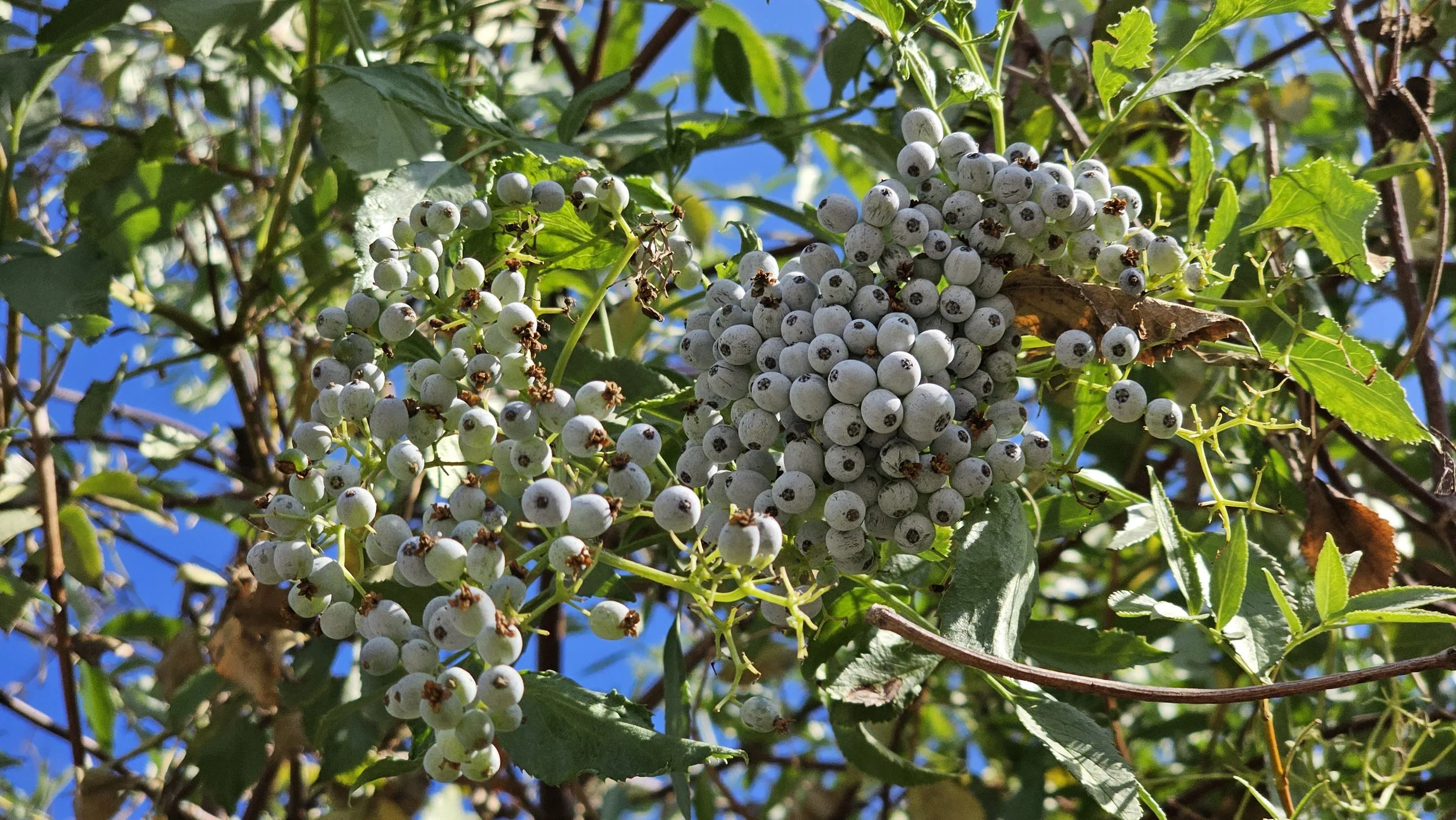 #087 - berries green when ripe.
