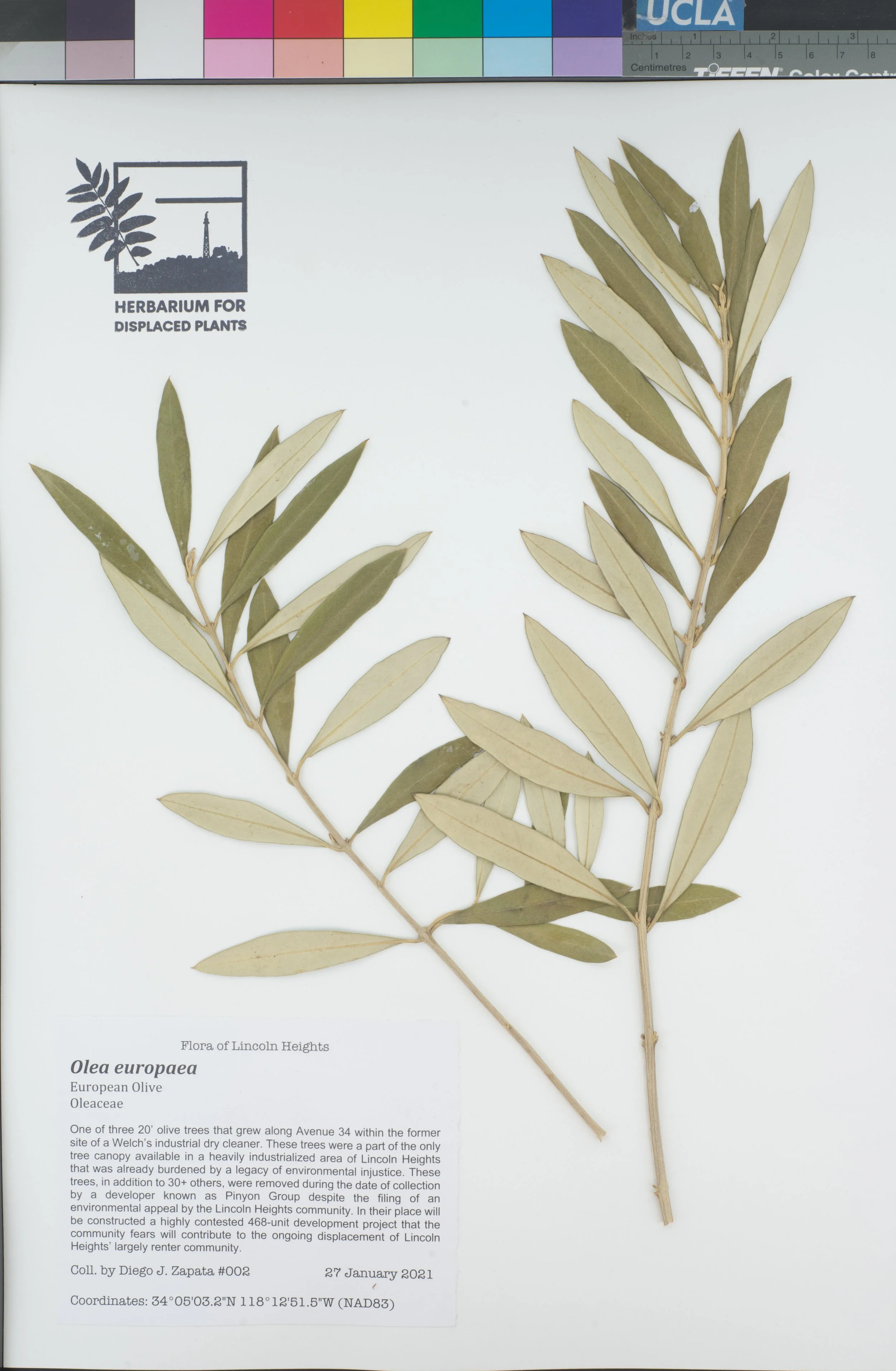 HDP_002_Oeur.jpg