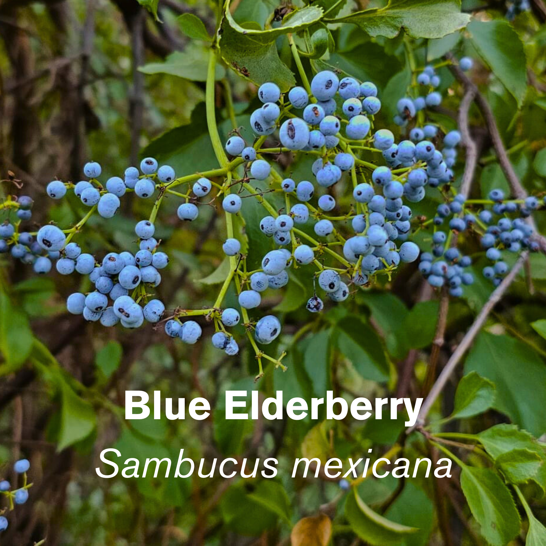 Blue Elderberry (Sambucus mexicana)
