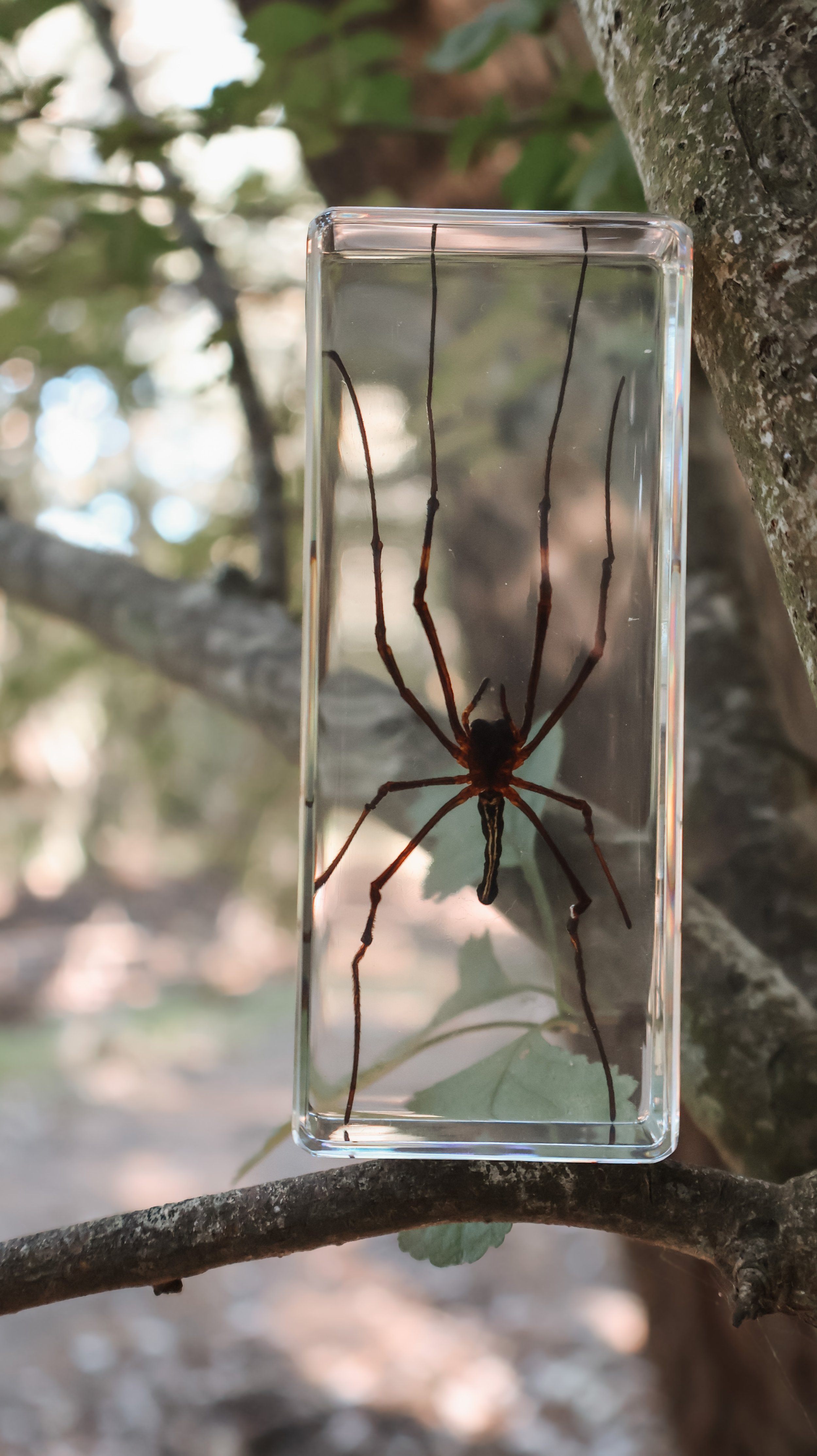 orb weaver.jpg