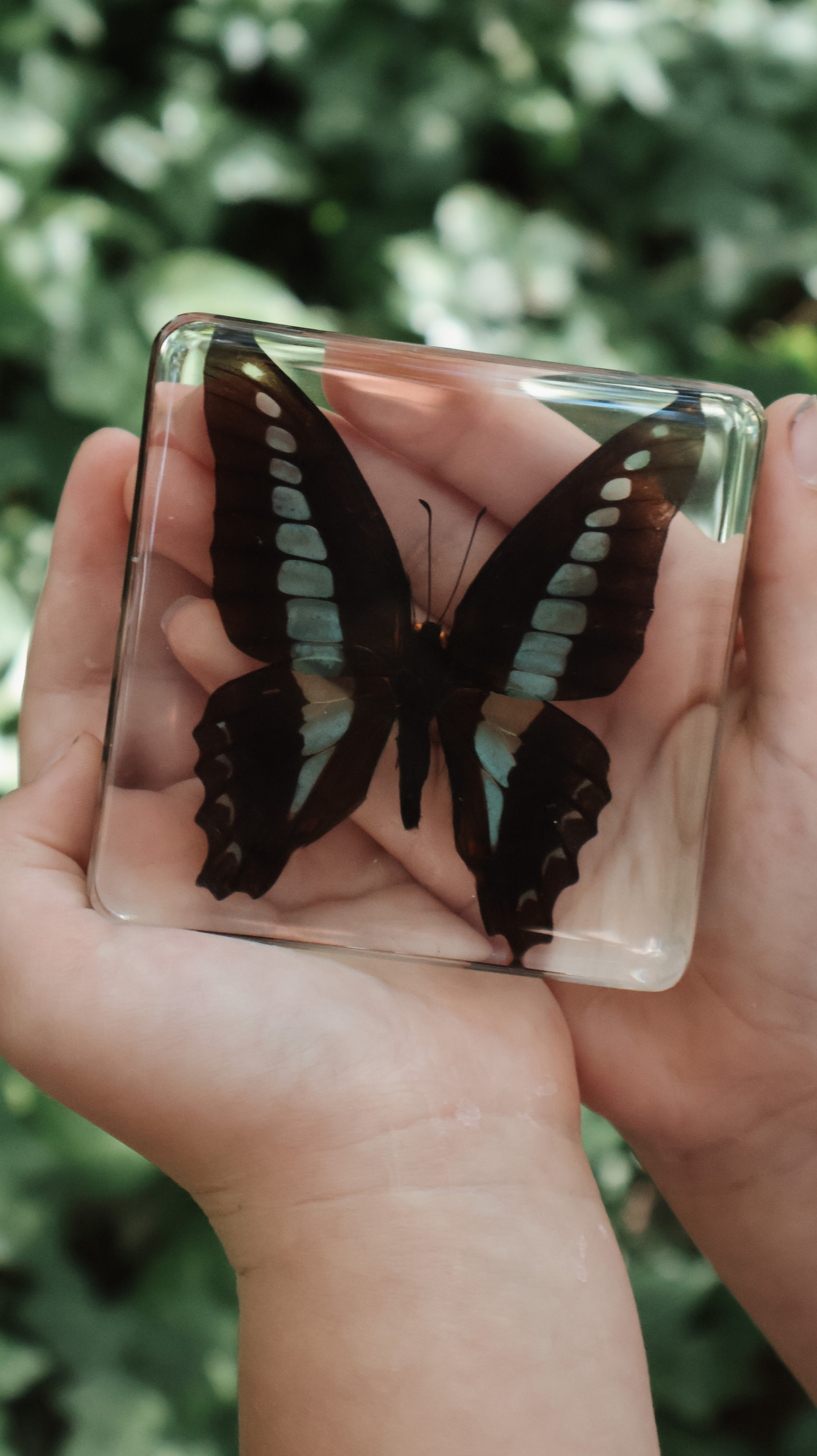 Bluebottle Butterfly Specimen