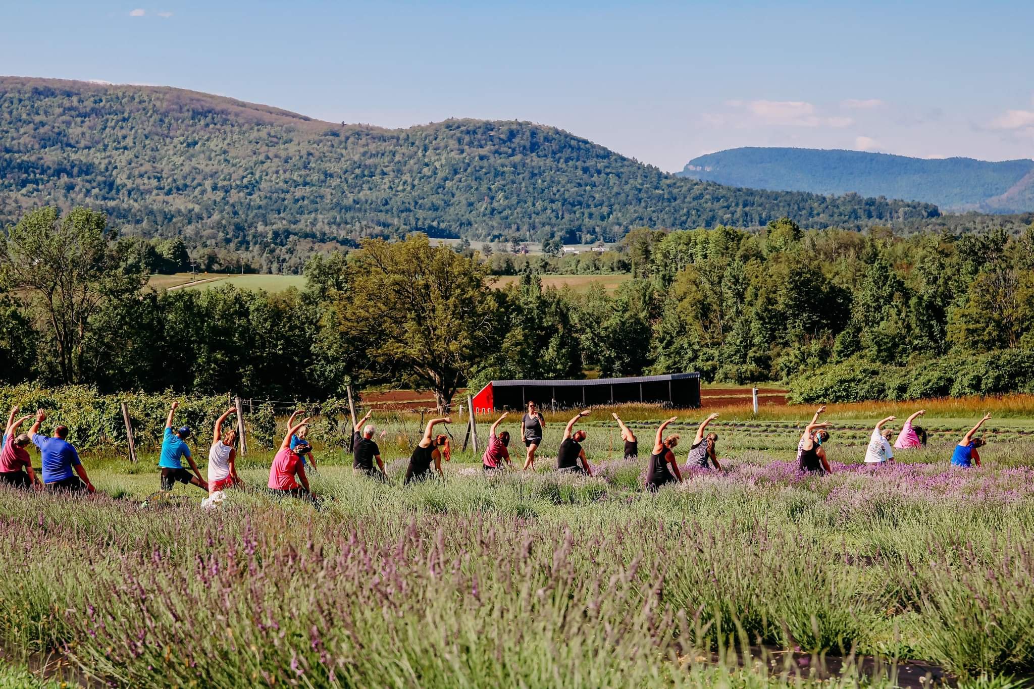 Yoga in the lavender .jpeg