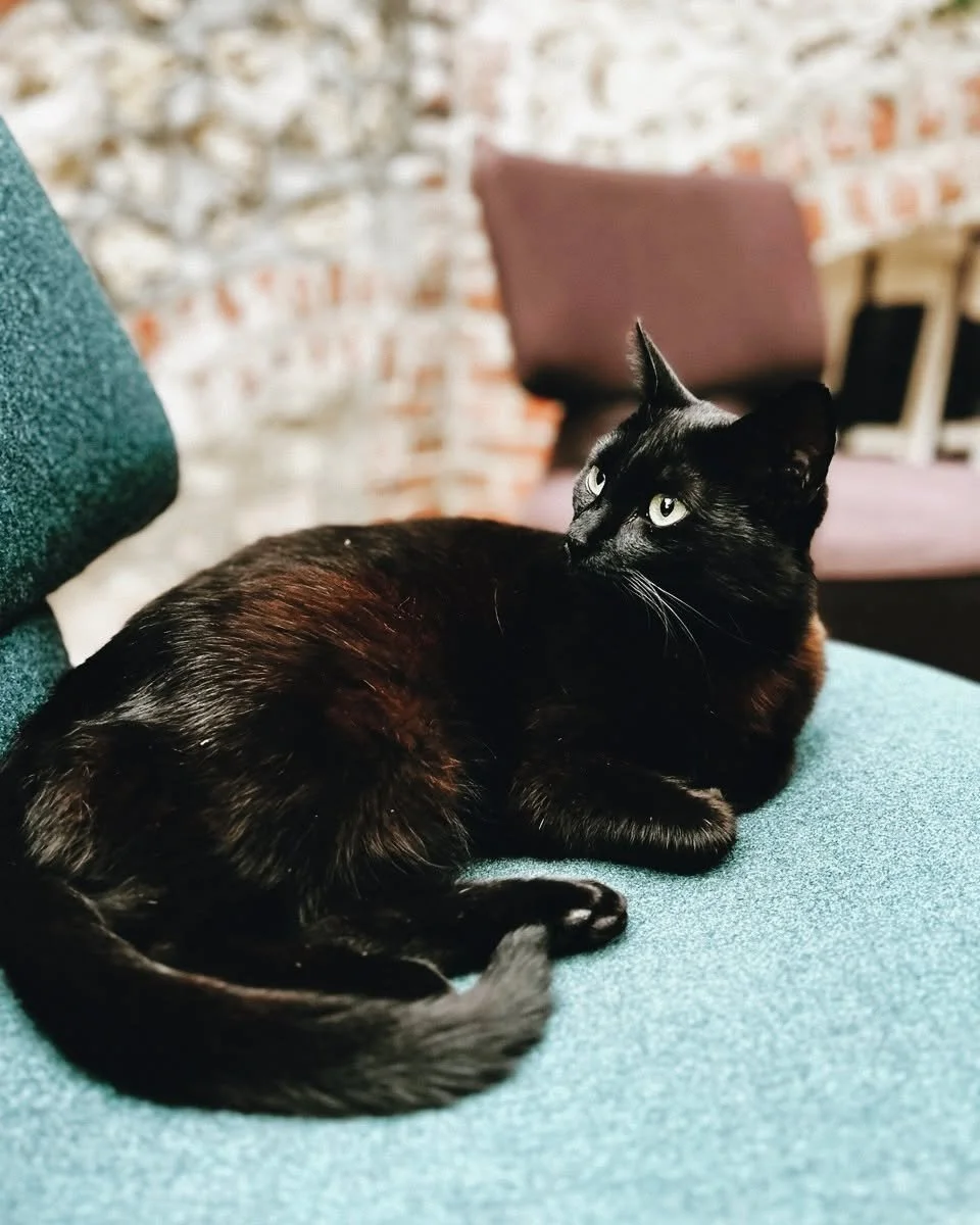 Sybelles ᓚᘏᗢ❤️&zwj;🔥

Depuis 4 ans, Sybelles, le chat de la Maison, veille sur les lieux de son regard envo&ucirc;tant&hellip; Douce mais ind&eacute;pendante, elle pr&eacute;f&egrave;re explorer et chasser dans le grand jardin plut&ocirc;t que de se