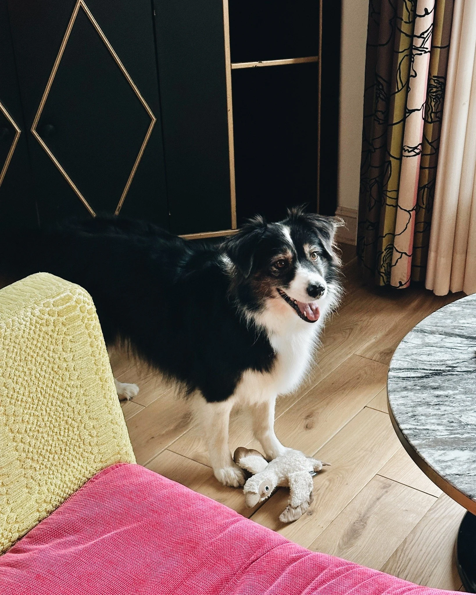 Notre maison accueille tous vos compagnons &agrave; quatre pattes ! 🐾♡𓃦

Priska a ador&eacute; son s&eacute;jour dans notre chambre Sarah Bernhardt 🛋🧸☁️

📷 @adele_buisson 

.

#hotelpetfriendly #dogfriendly #hoteletretat #ledonjonetretat #hoteld