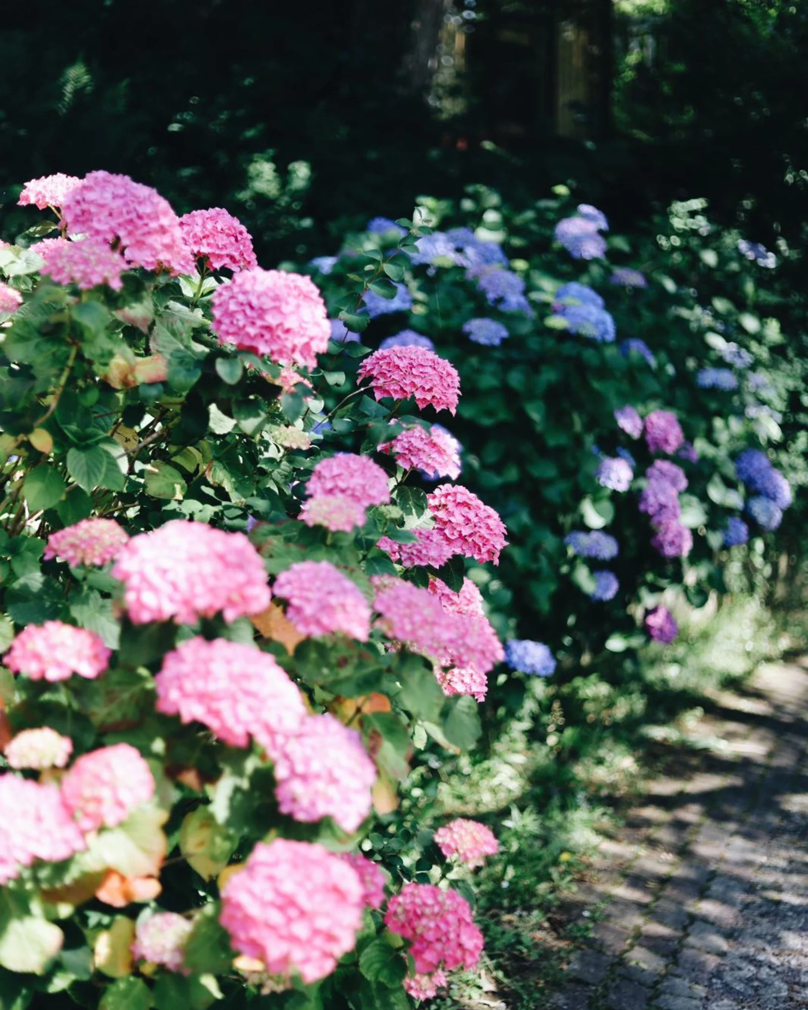 C'est le printemps 🌸

La nature se r&eacute;veille apr&egrave;s l'hiver, les fleurs &eacute;closent et les couleurs reviennent dans nos jardins 🌿🌷🌞💛

C&rsquo;est le moment de profiter du calme, de respirer et de se reconnecter avec la nature 🌱

