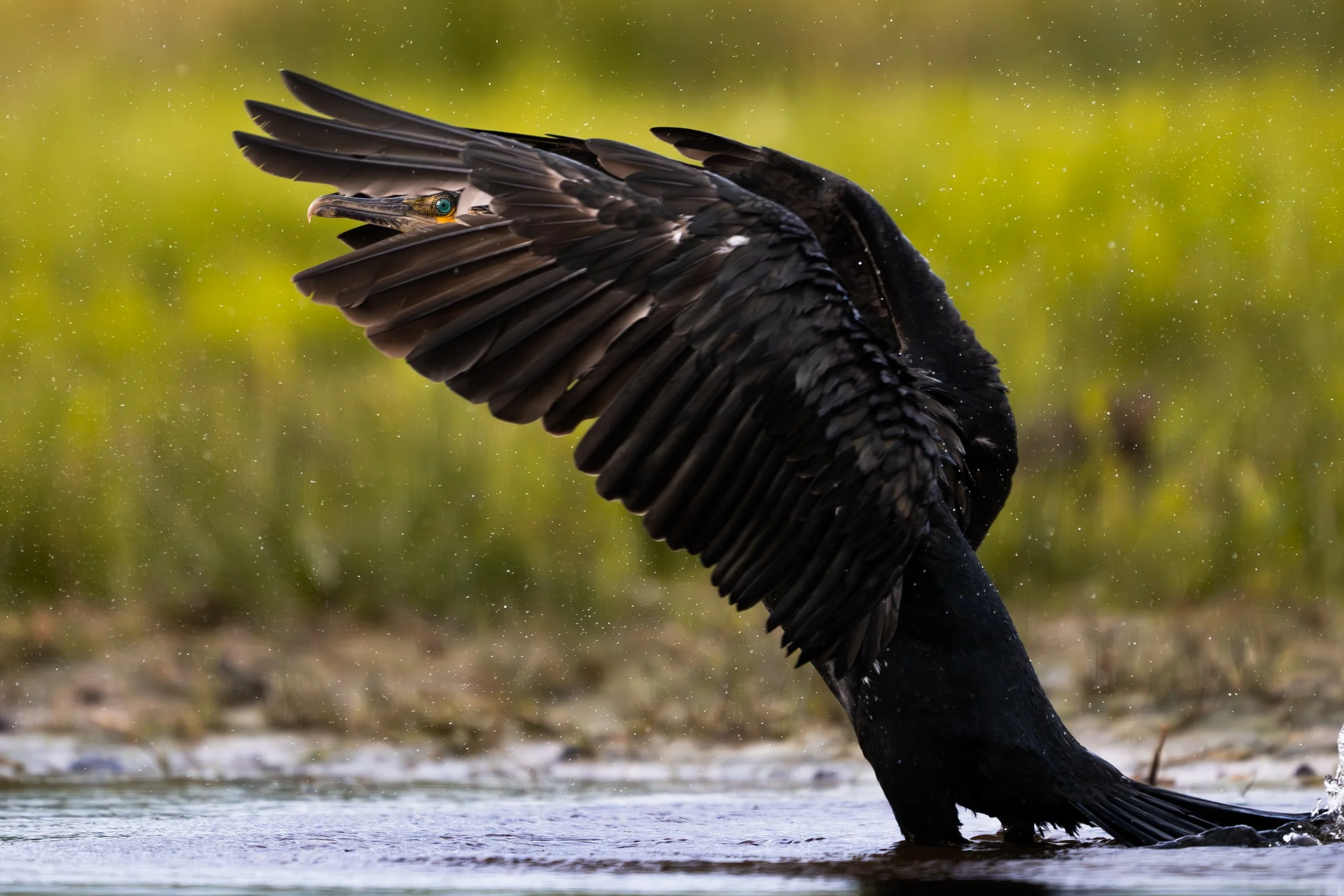 Copyright wildlife photographer Jan-Joost Snijders