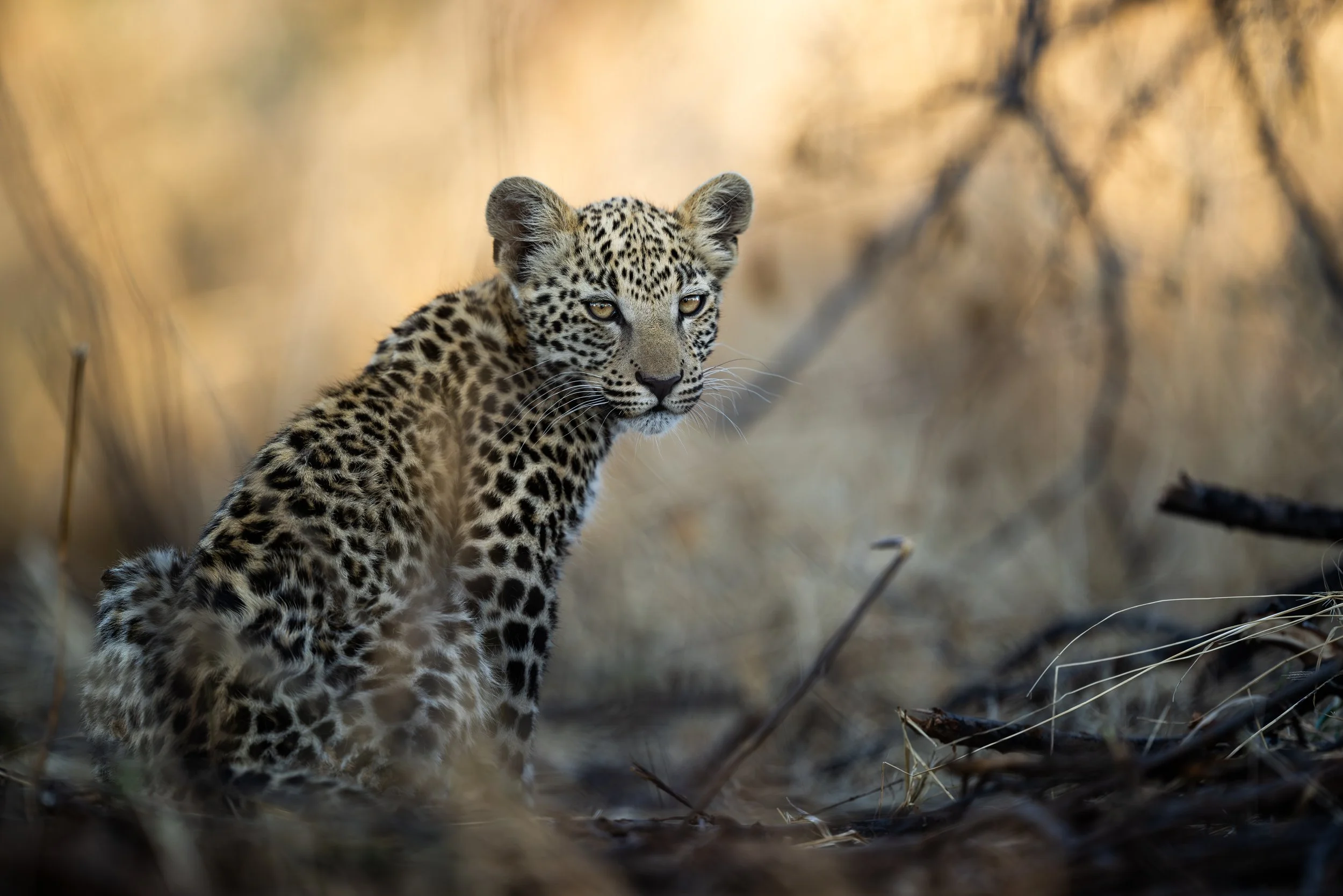 Okonjima_October_JanJoost_-2.jpg