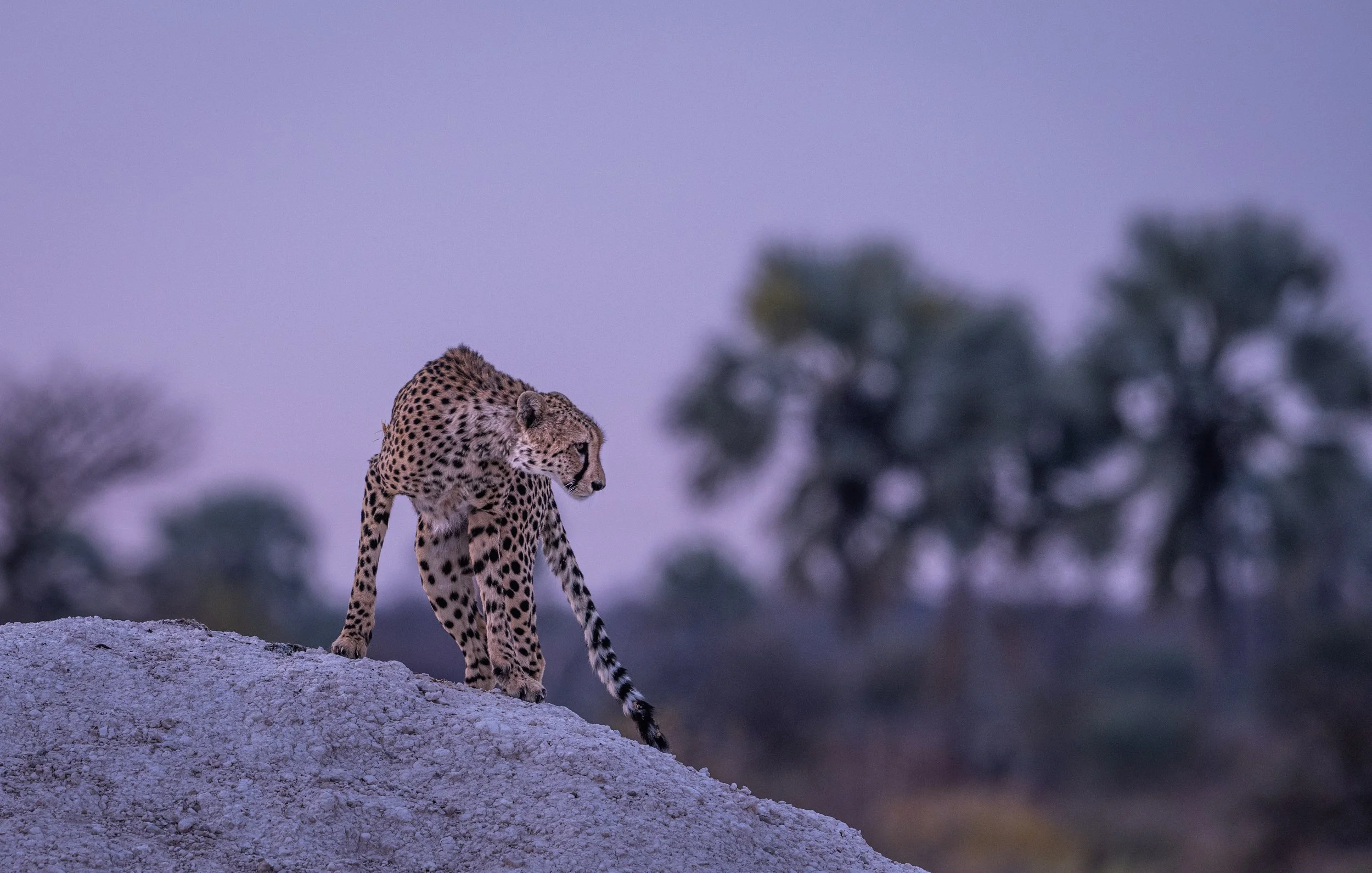 An african morning with the cheetah.jpeg