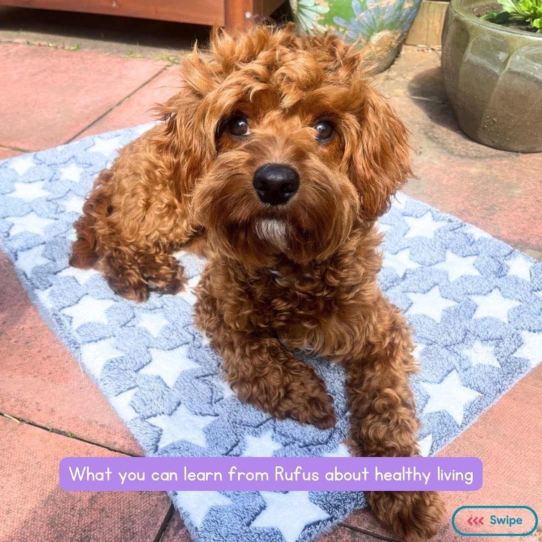 🐶 Rufus knows the score 🐶

Us humans sure do like to complicate things - following wellness trends and diet fads which make things so much harder than they have to be.

Rufus sticks to the basics because he knows they work.

Be more Rufus 💙