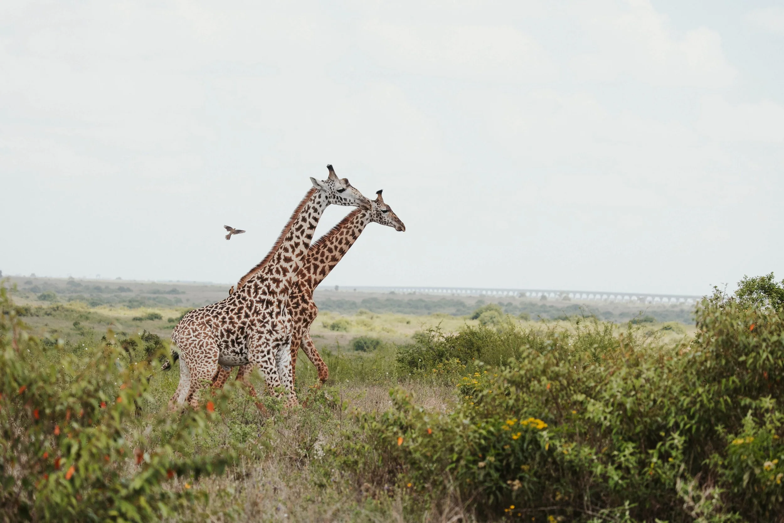 Ololo-Safaris-65838-1-scaled (1).jpg