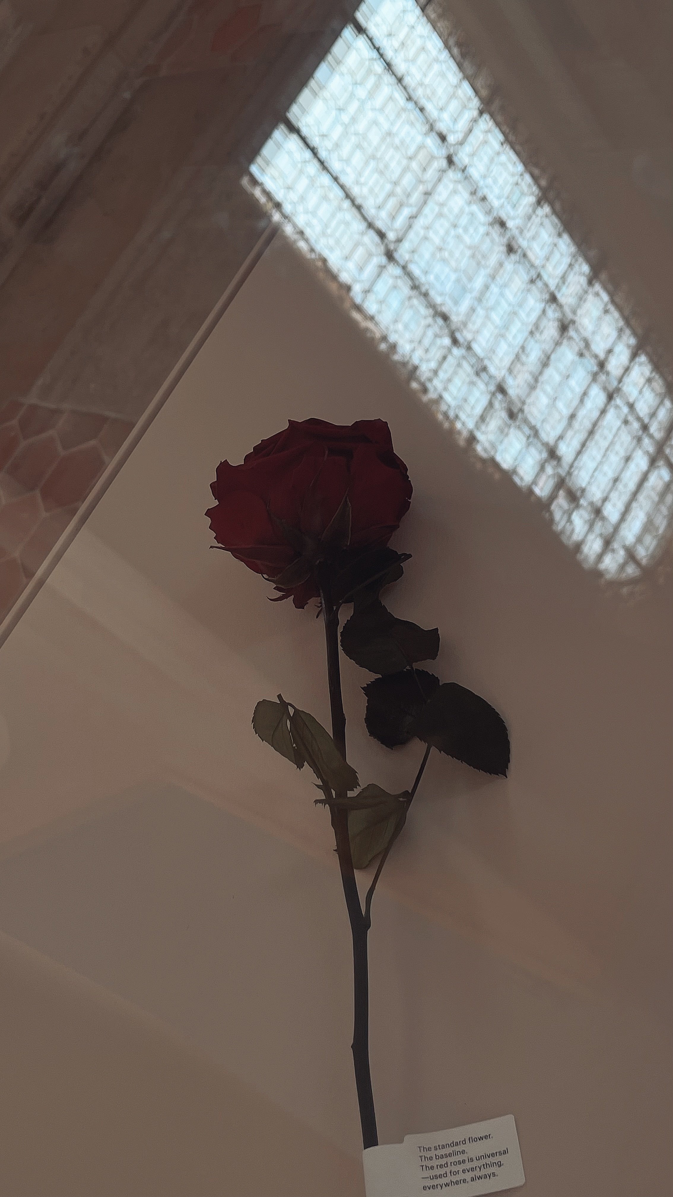 D4AE3F25-F7E9-4AEA-A1B2-4874E7C0D458.jpeg