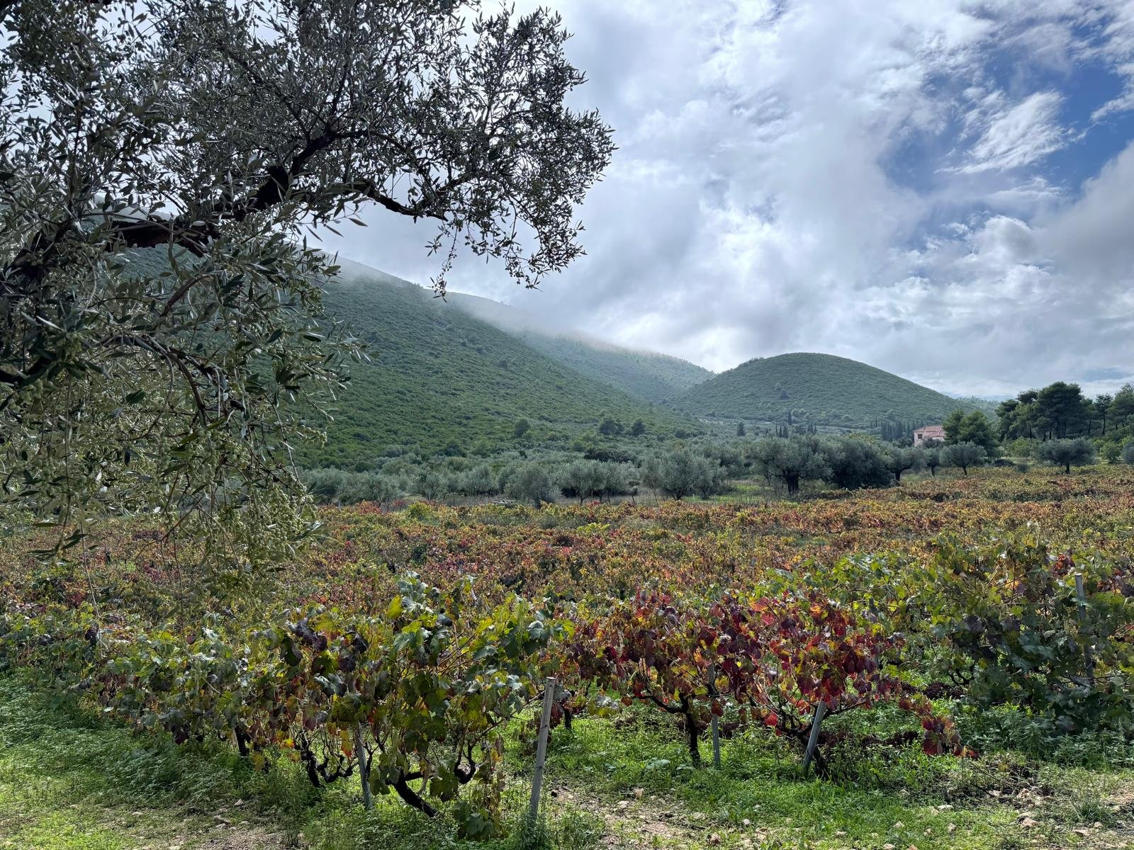 WhatsApp Image 2025-11-13 at 11.02.07.jpeg