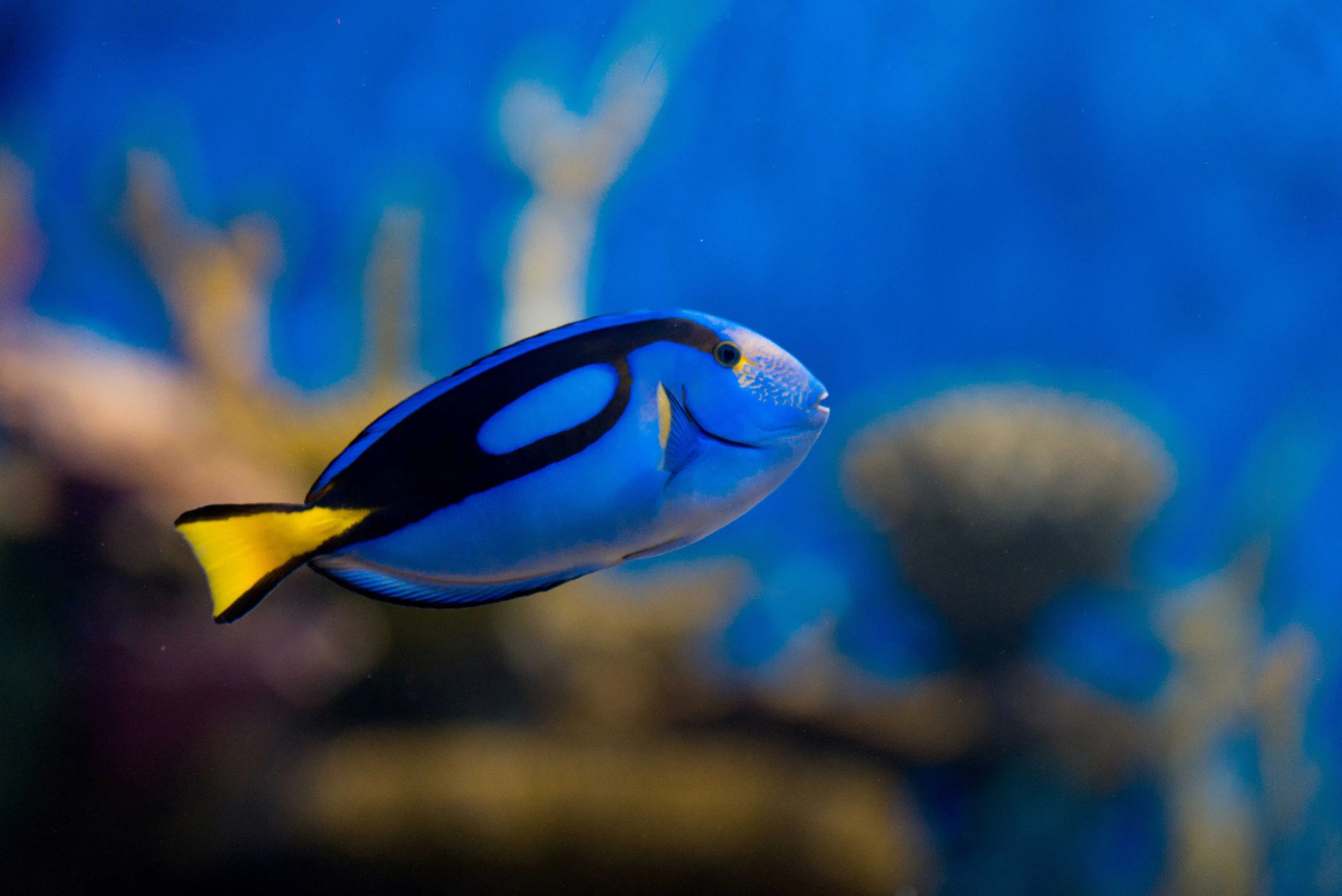 Água Viva Aquario Marinho do Rio__.jpg.jpeg