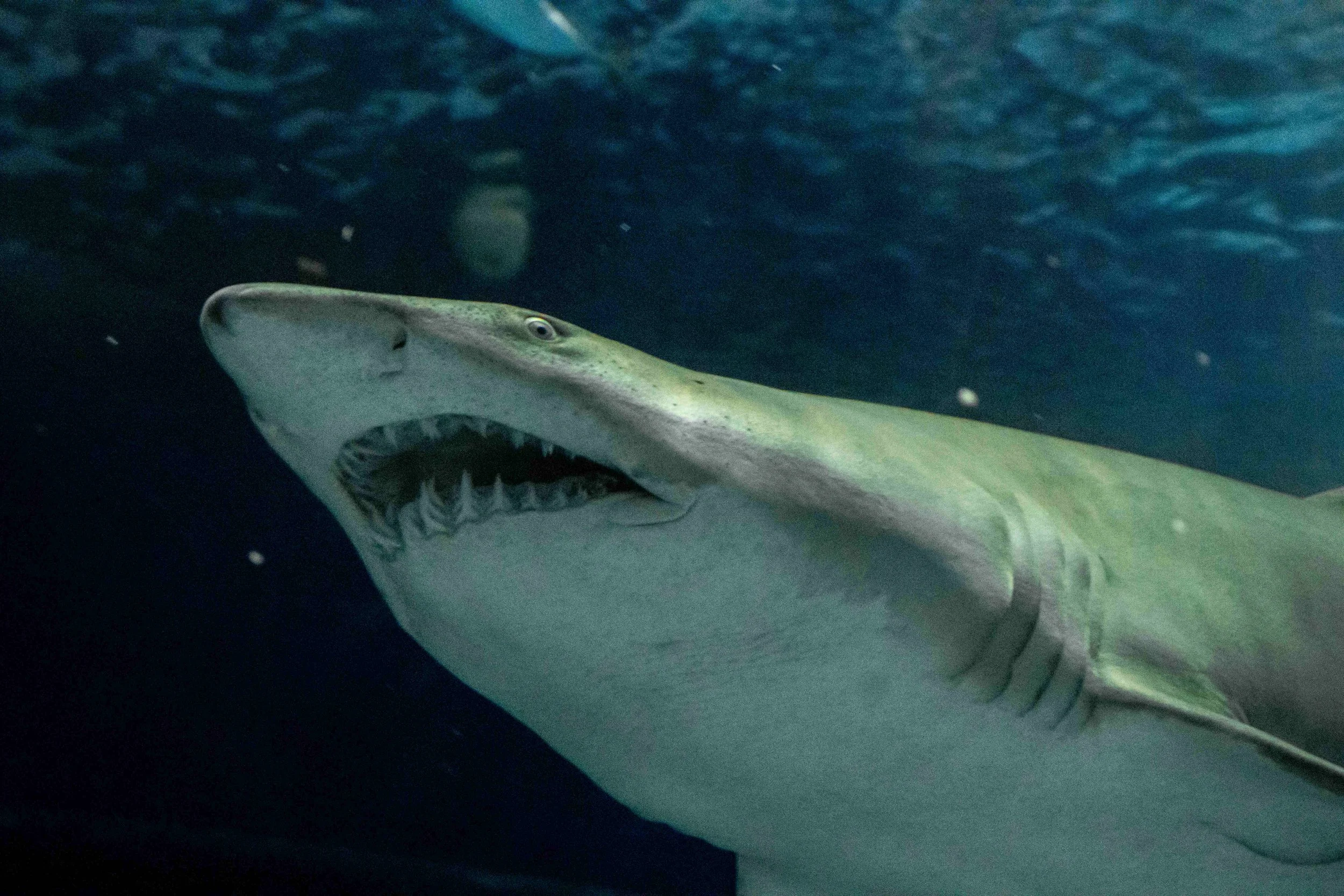 1_Tubarão Mangona AquaRio.jpg.jpeg