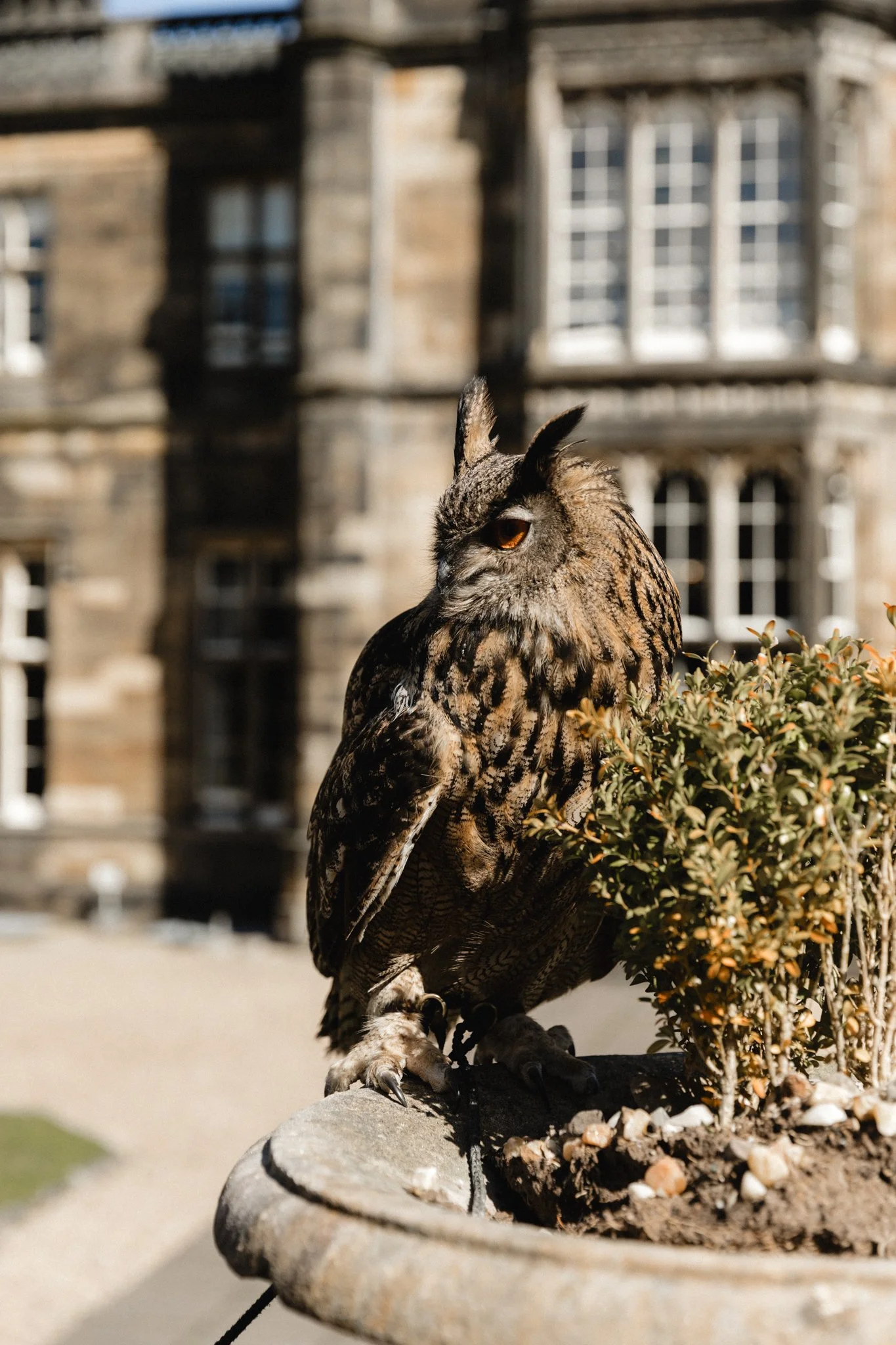 Falconry 2.jpg