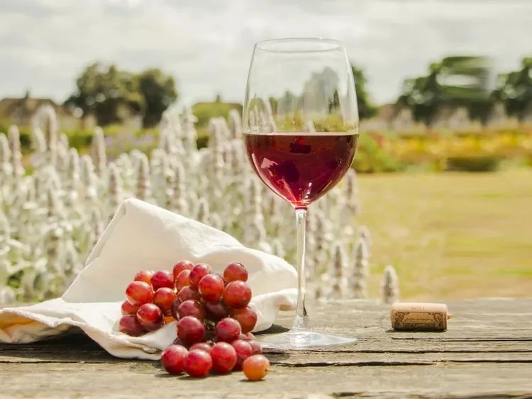 When the Vineyards Come Alive: Travelling Europe During Harvest Season