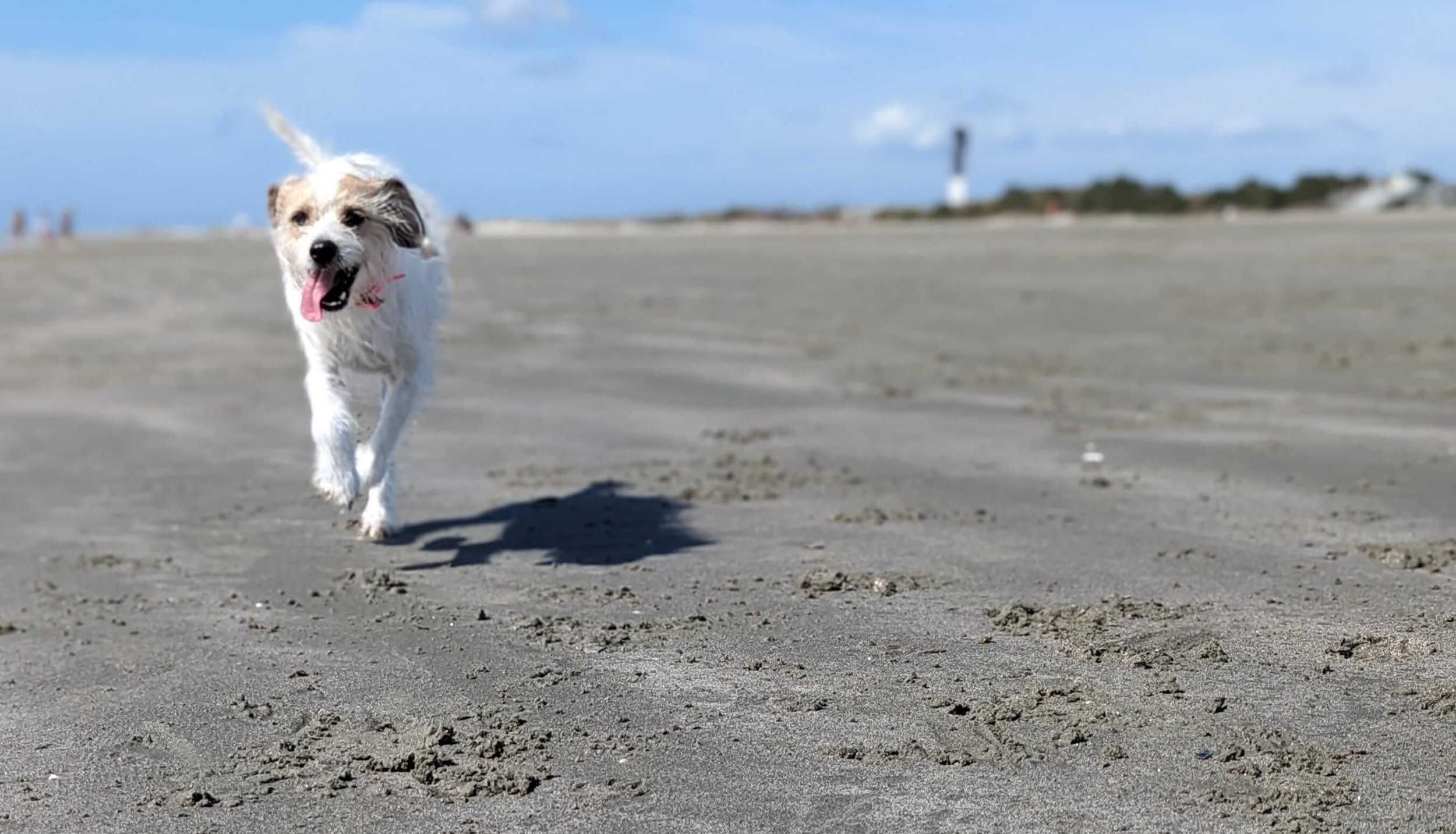 Mt. Pleasant House Call Vet | Mobile veterinarian serving Mount