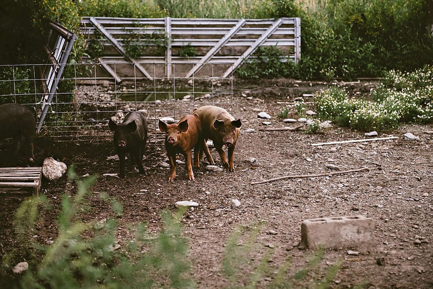 Cricket-Creek-Farm-Wedding-3.jpg