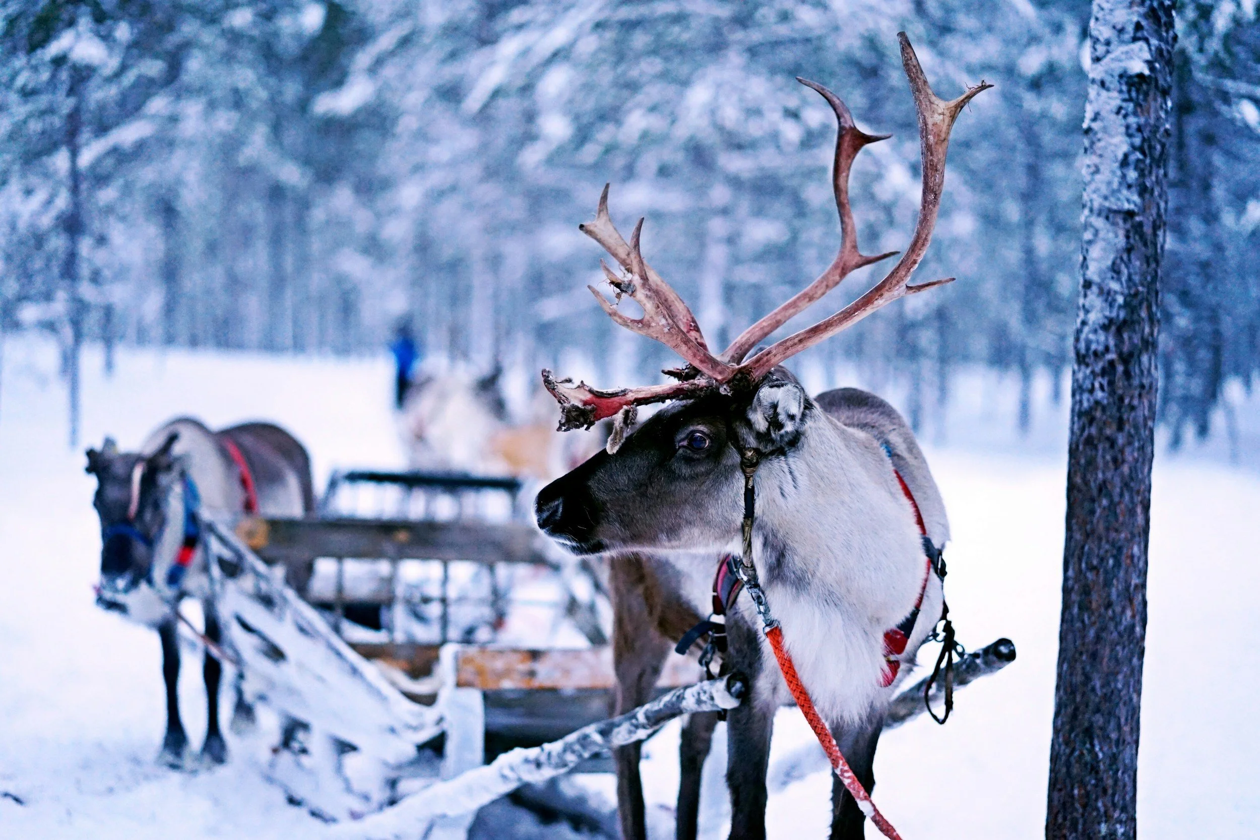 A reindeer with large antlers standing next to a tree in a snowy forest, harnessed to a sleigh.