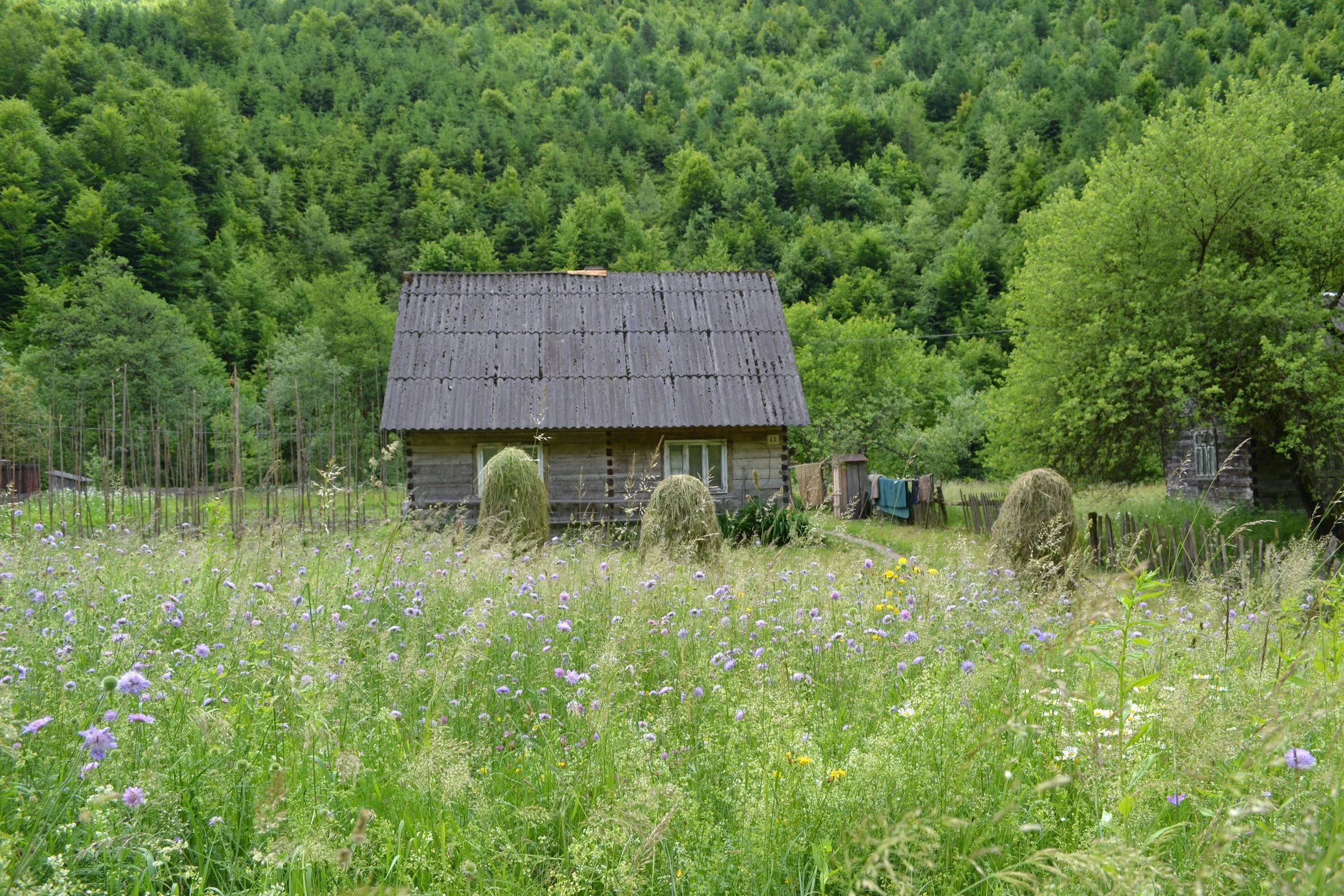 A rustic wooden house with a sloped roof surrounded by a meadow of wildflowers and hay bales, with a dense forest on the hillside in the background.