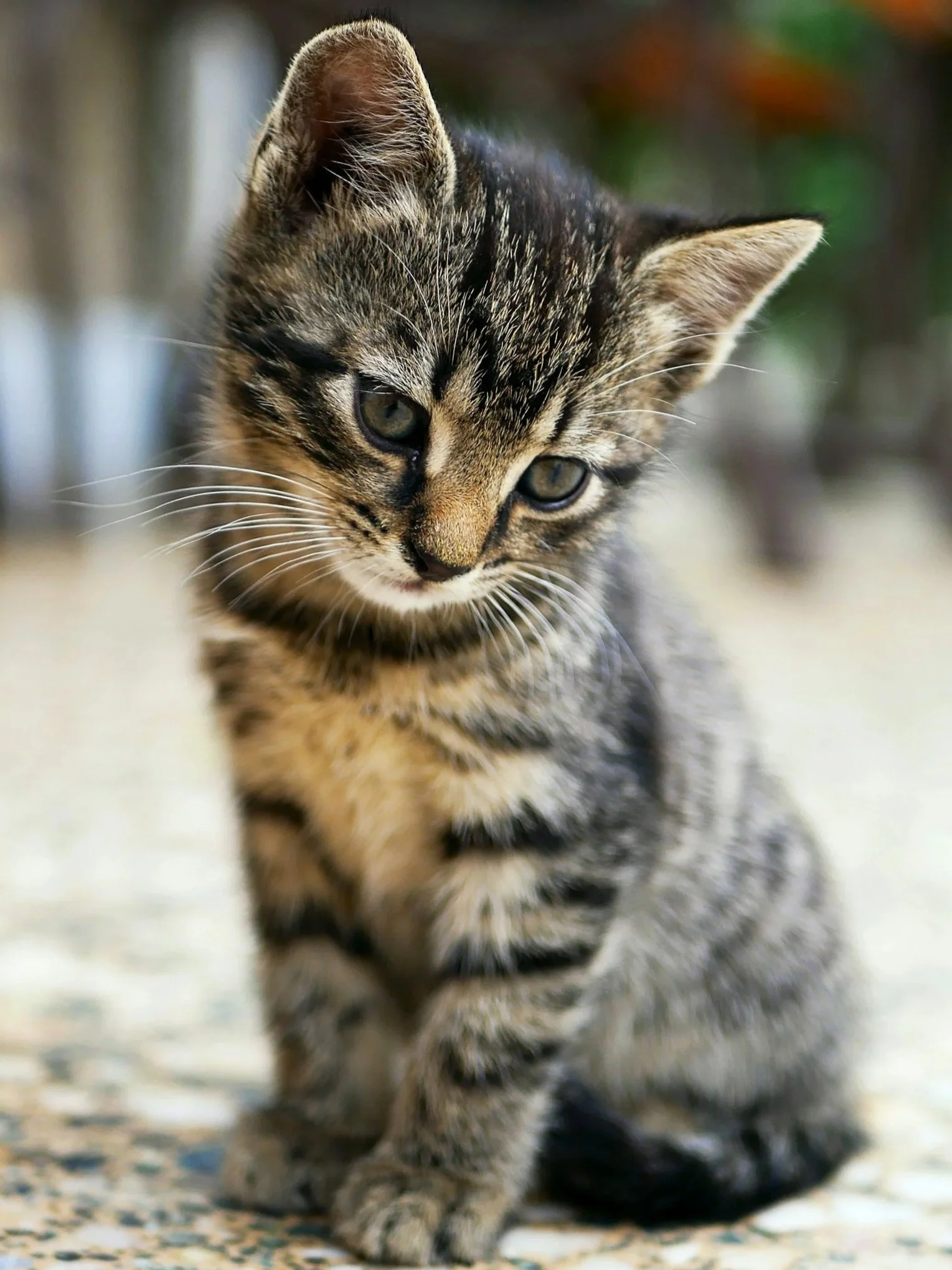A cute tabby kitten with gray and black striped fur sitting on a textured surface, looking down pensively.