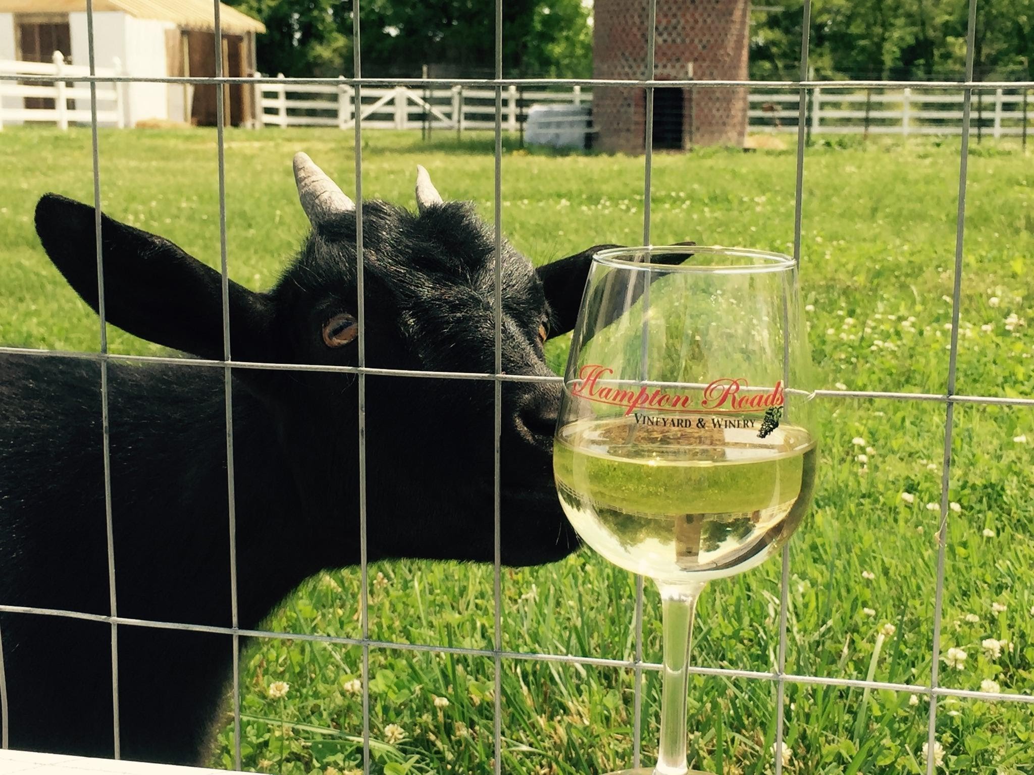 Goat with Wine.jpg