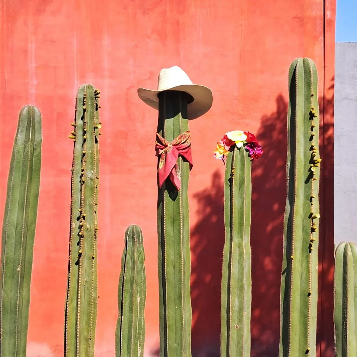 cactus-LR.jpg