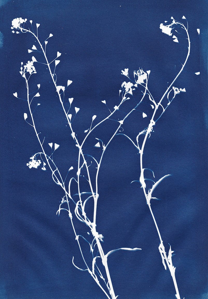 cyanotype1-LRweb.jpg
