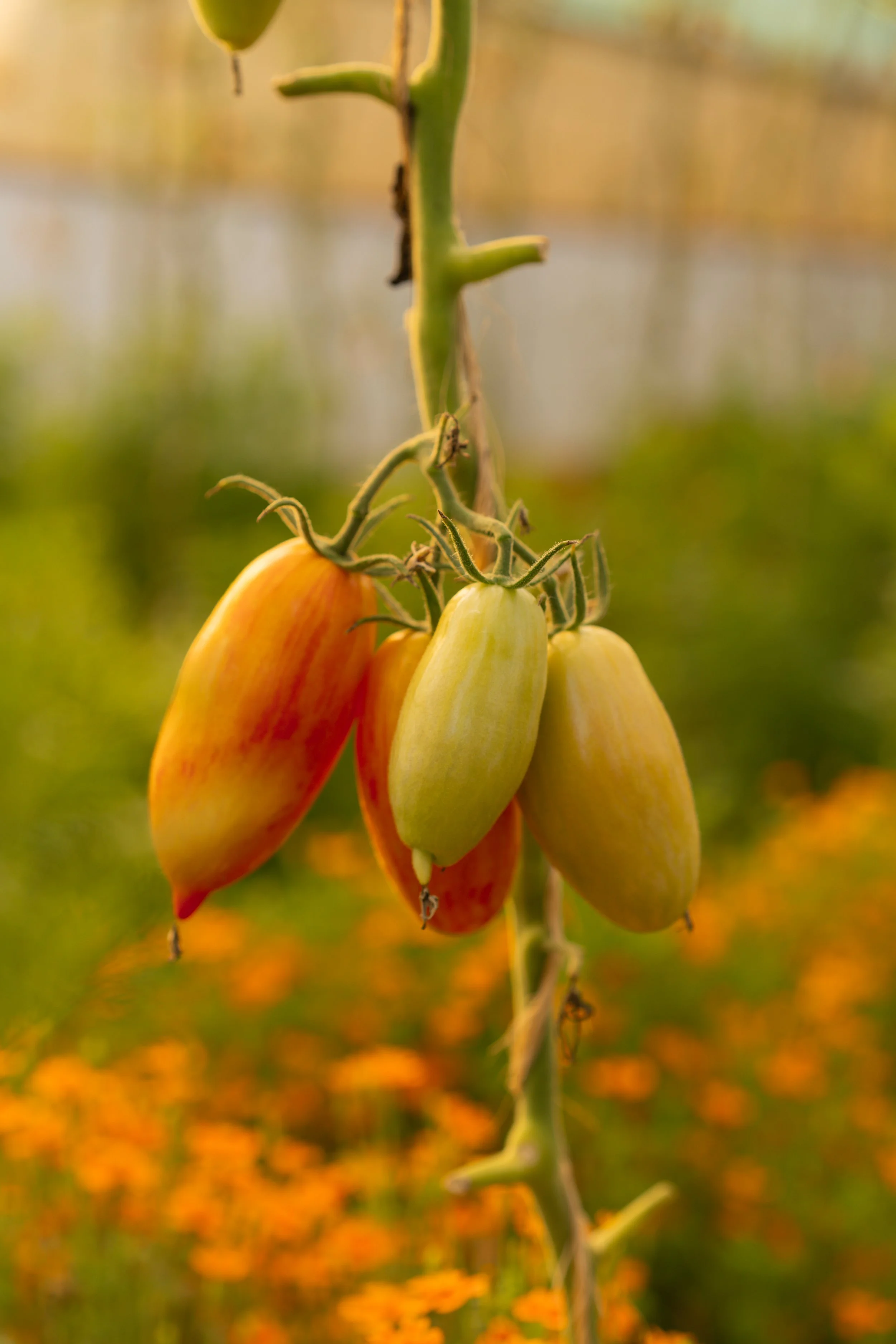 IMG_3426_Original.jpg