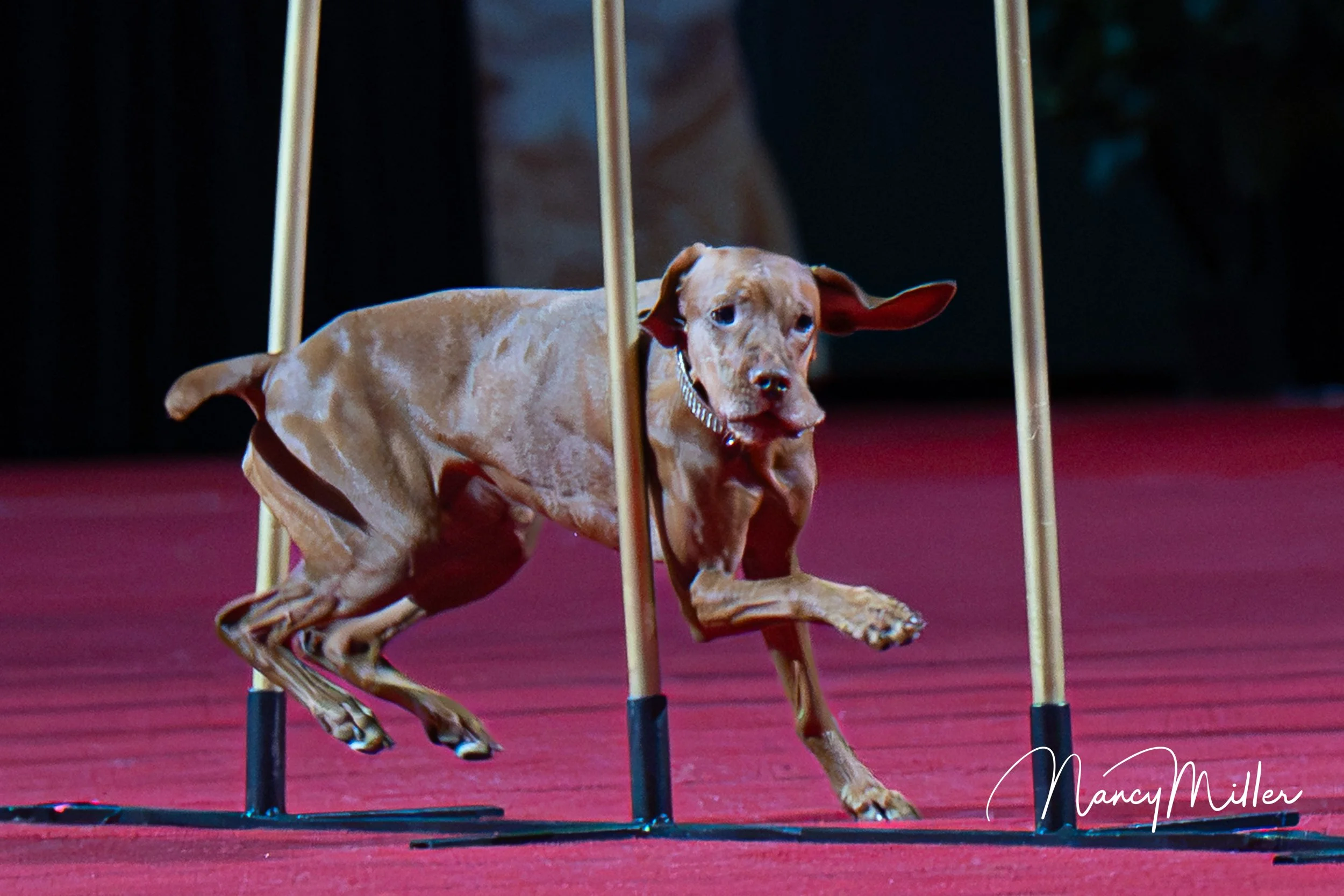 DSC_8372-2.jpg