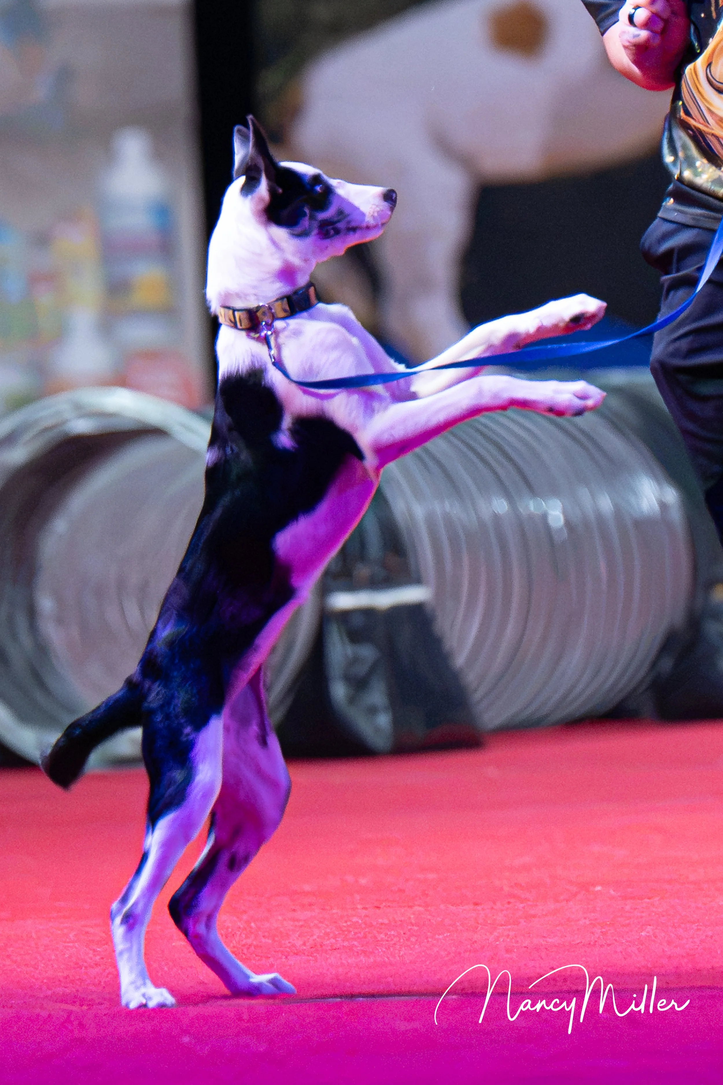 DSC_7679-2.jpg