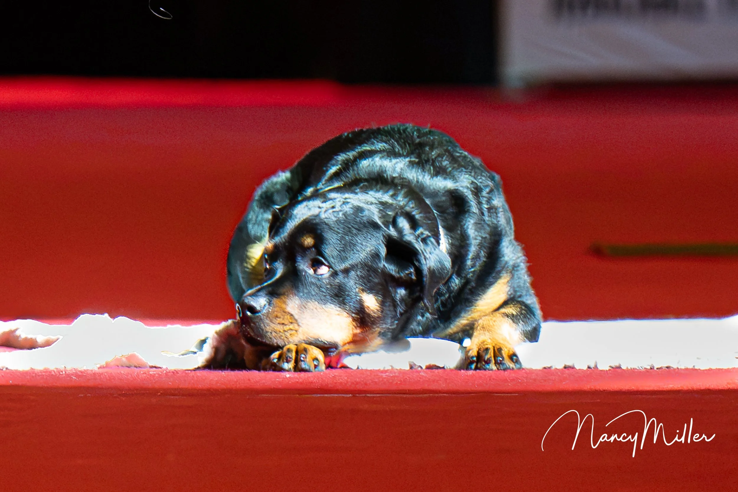 DSC_8883-2.jpg