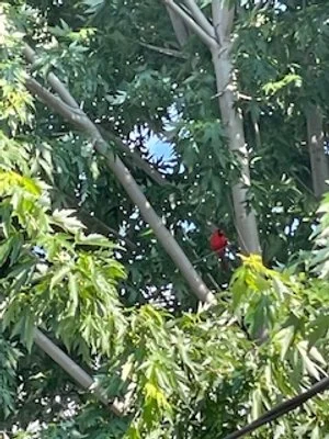 Cardinal.jpg