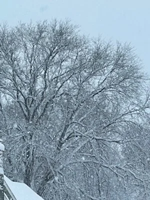 Winter Tree.jpg